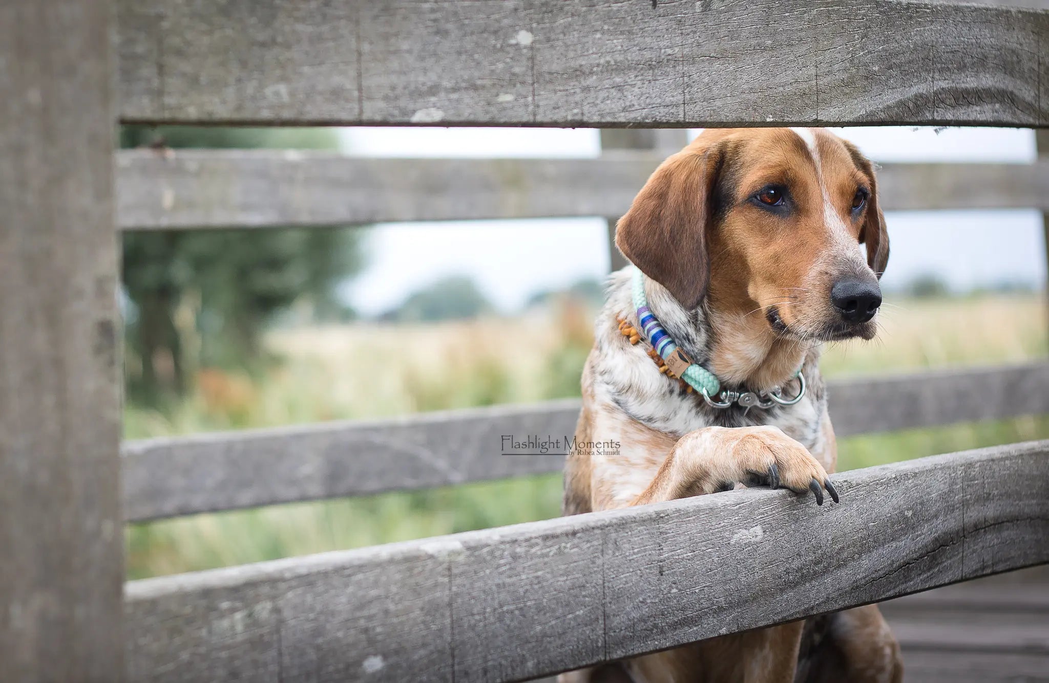 Koppelleinen-aus-BioThane-Tau Exceptional