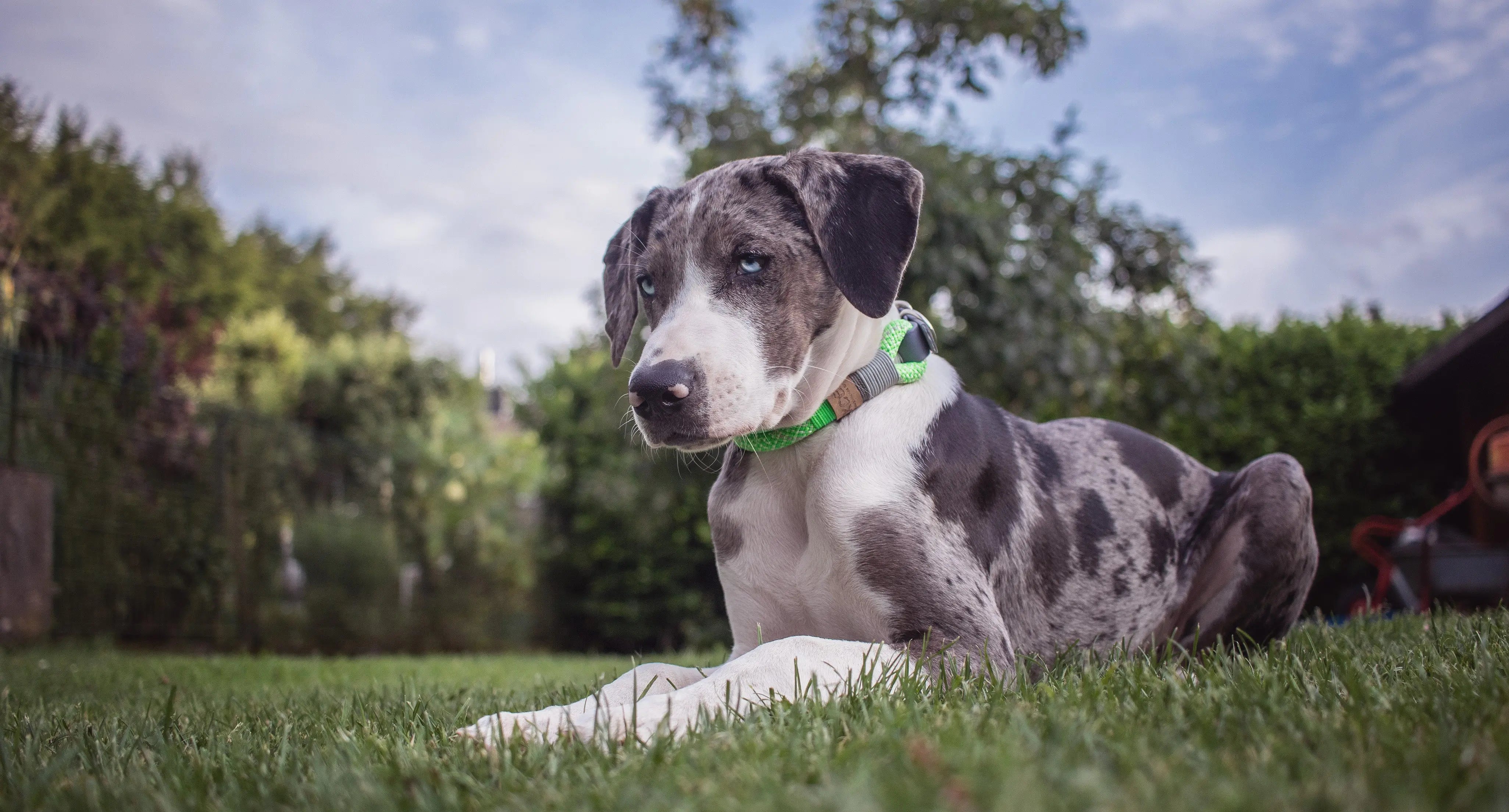 Halsbänder Exceptional