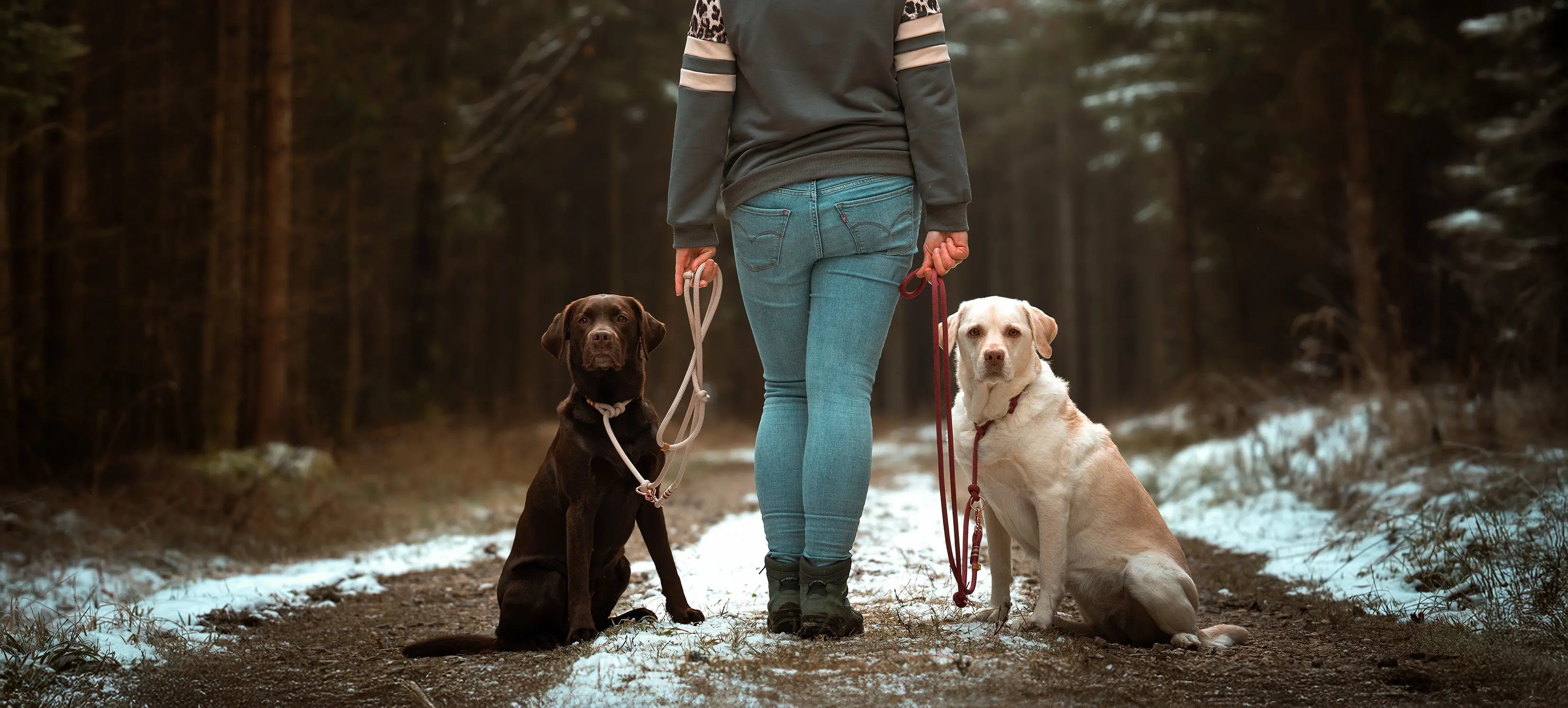 Tau-Produkte-für-Hunde Exceptional