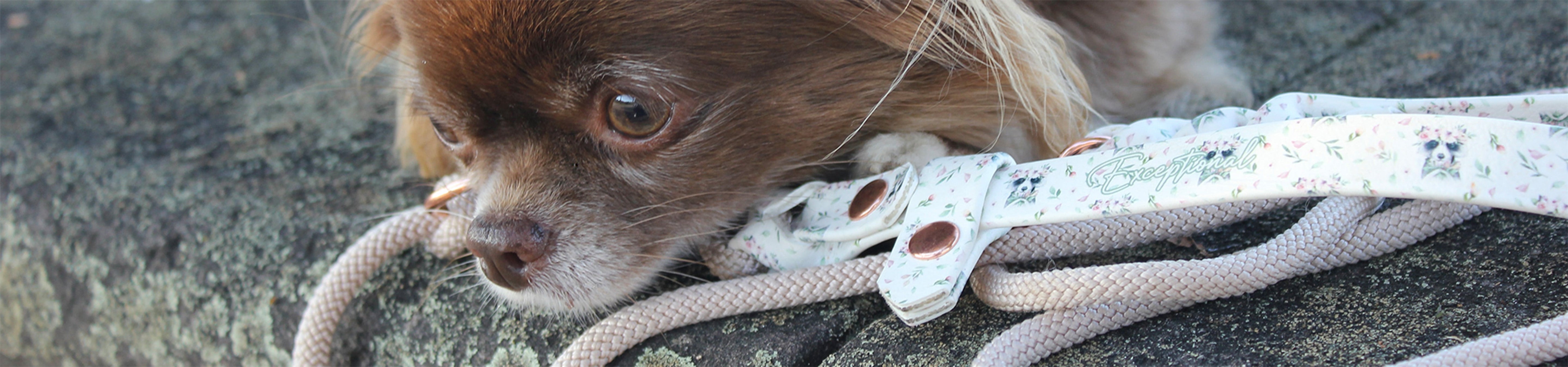 Hundeleinen für kleine Hunde