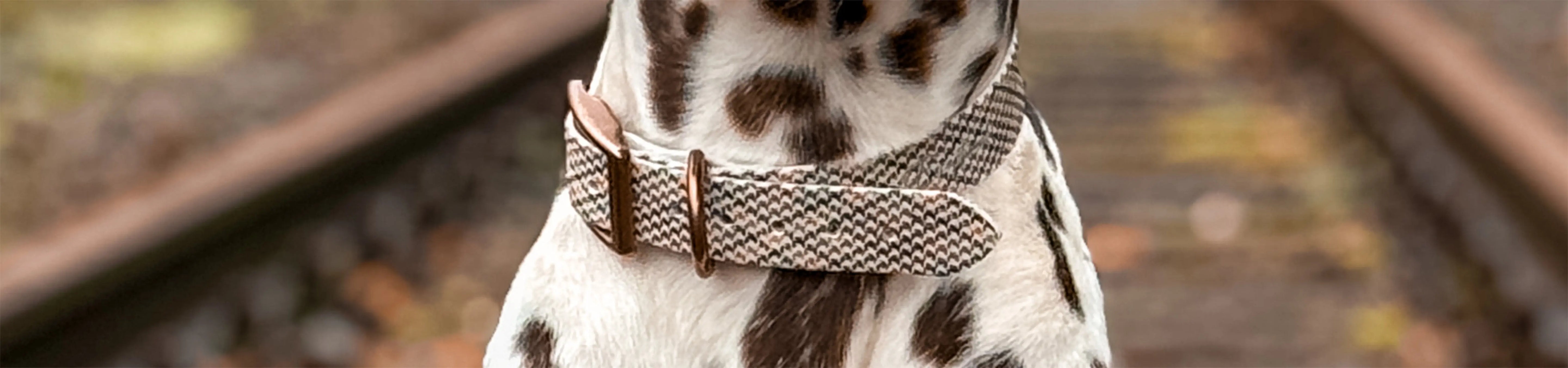 Verstellbare-Halsbänder Exceptional