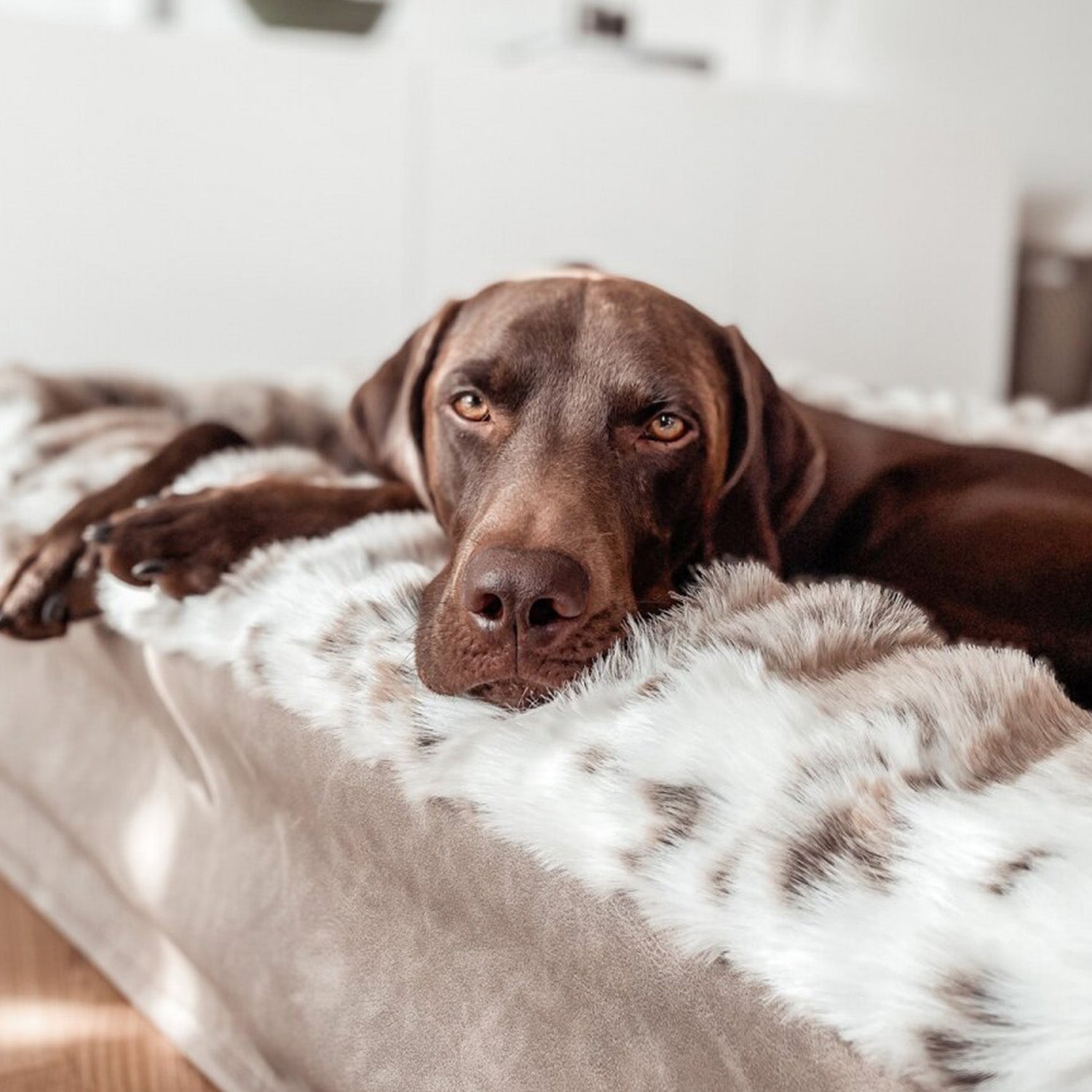 Hundebetten