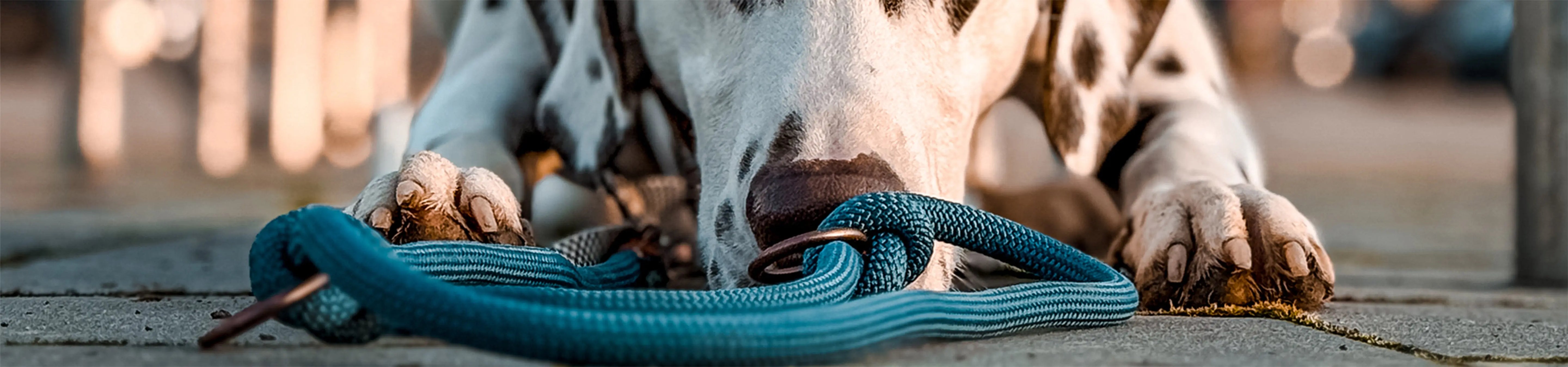 Hundeleinen-aus-Segeltau-Kletterseil Exceptional