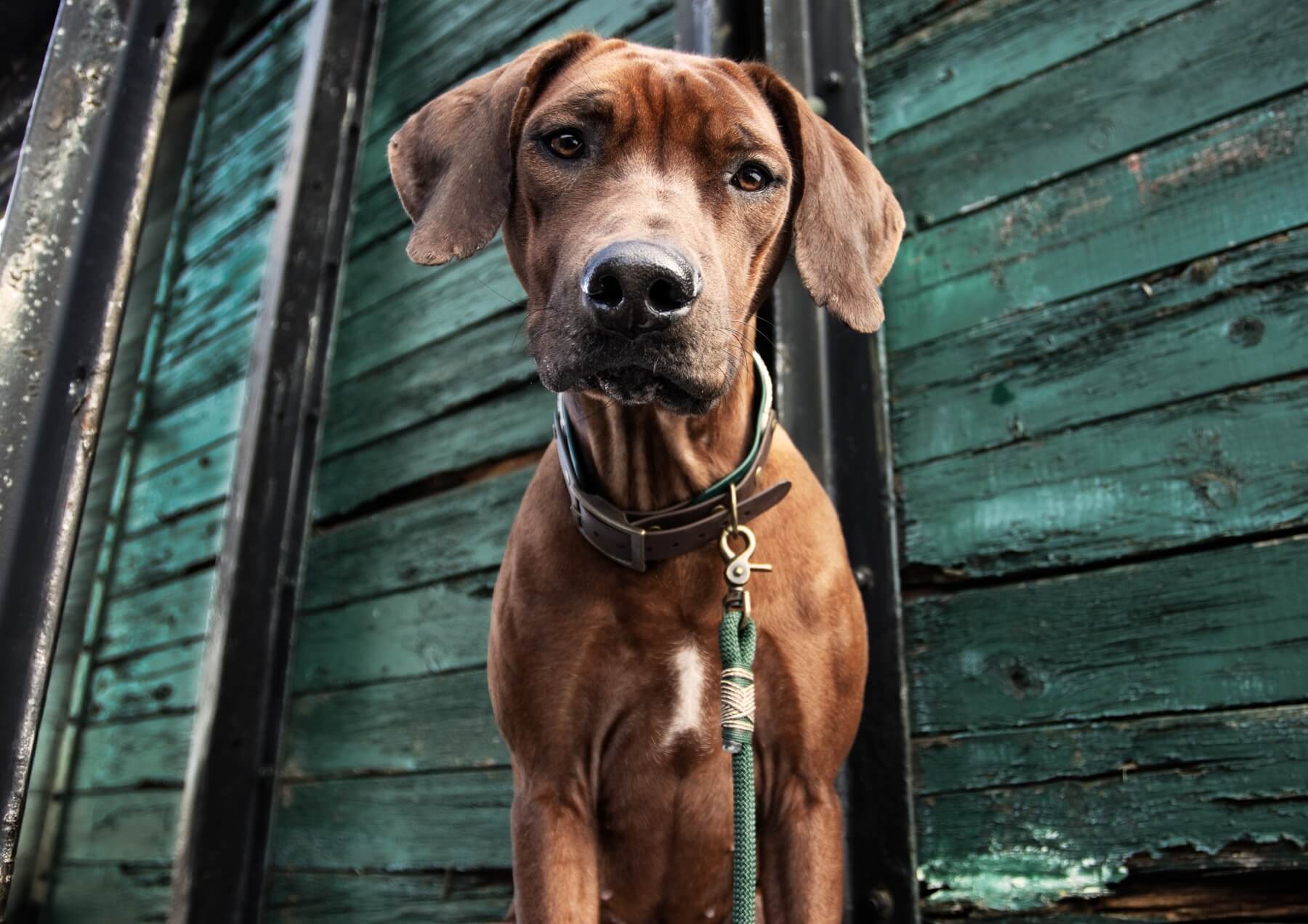 FlexStyle Halsbänder – flexibel, stilvoll und handgefertigt