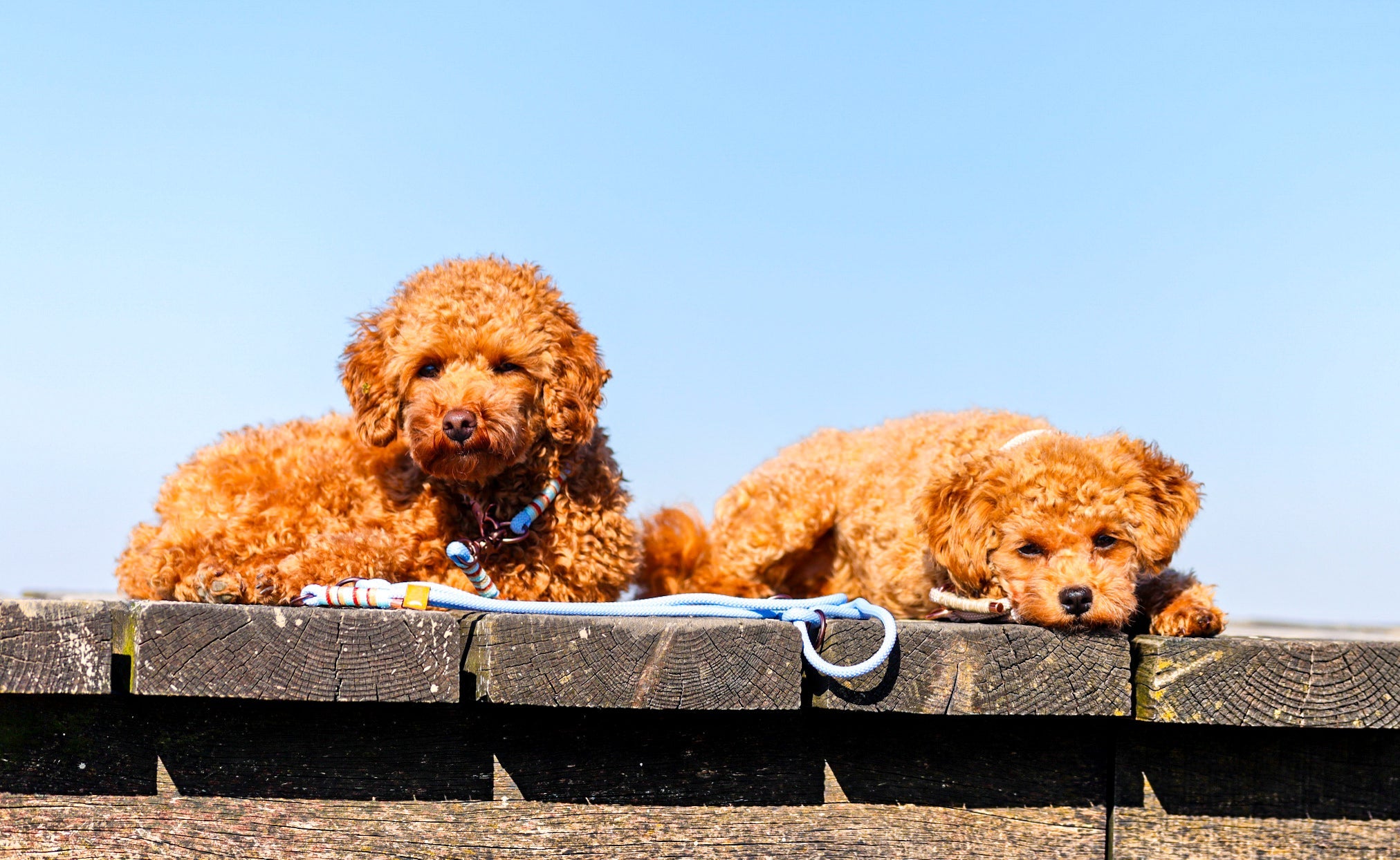 Small Dog Collection