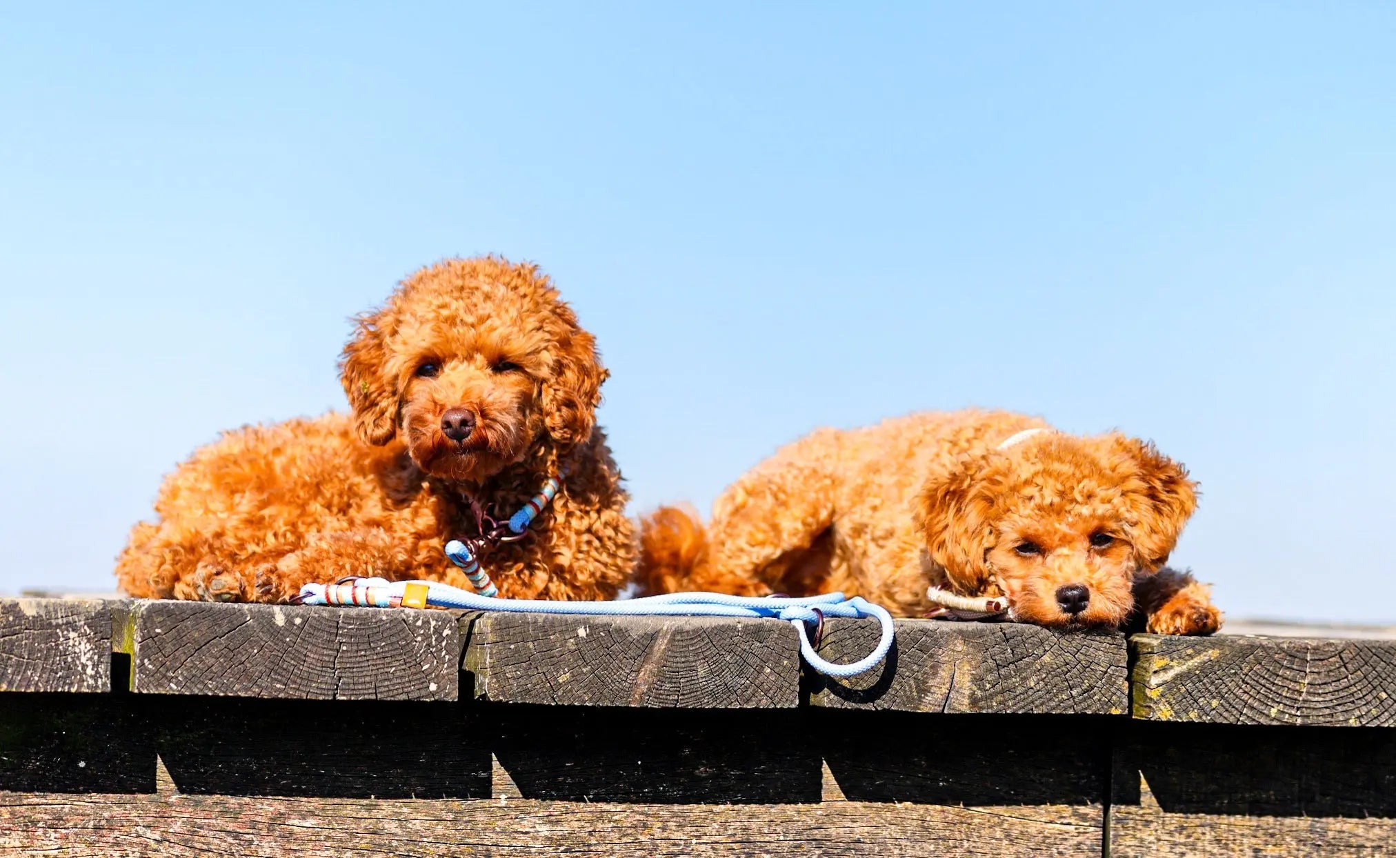 Small-Dog-Collection Exceptional