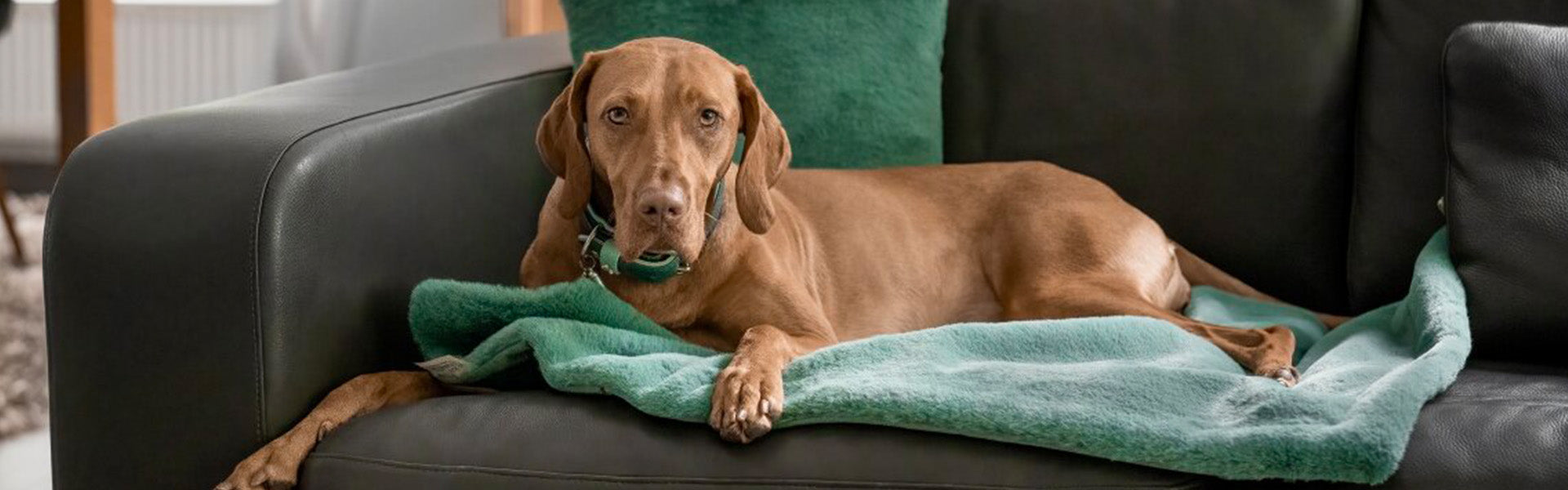 Hundedecken