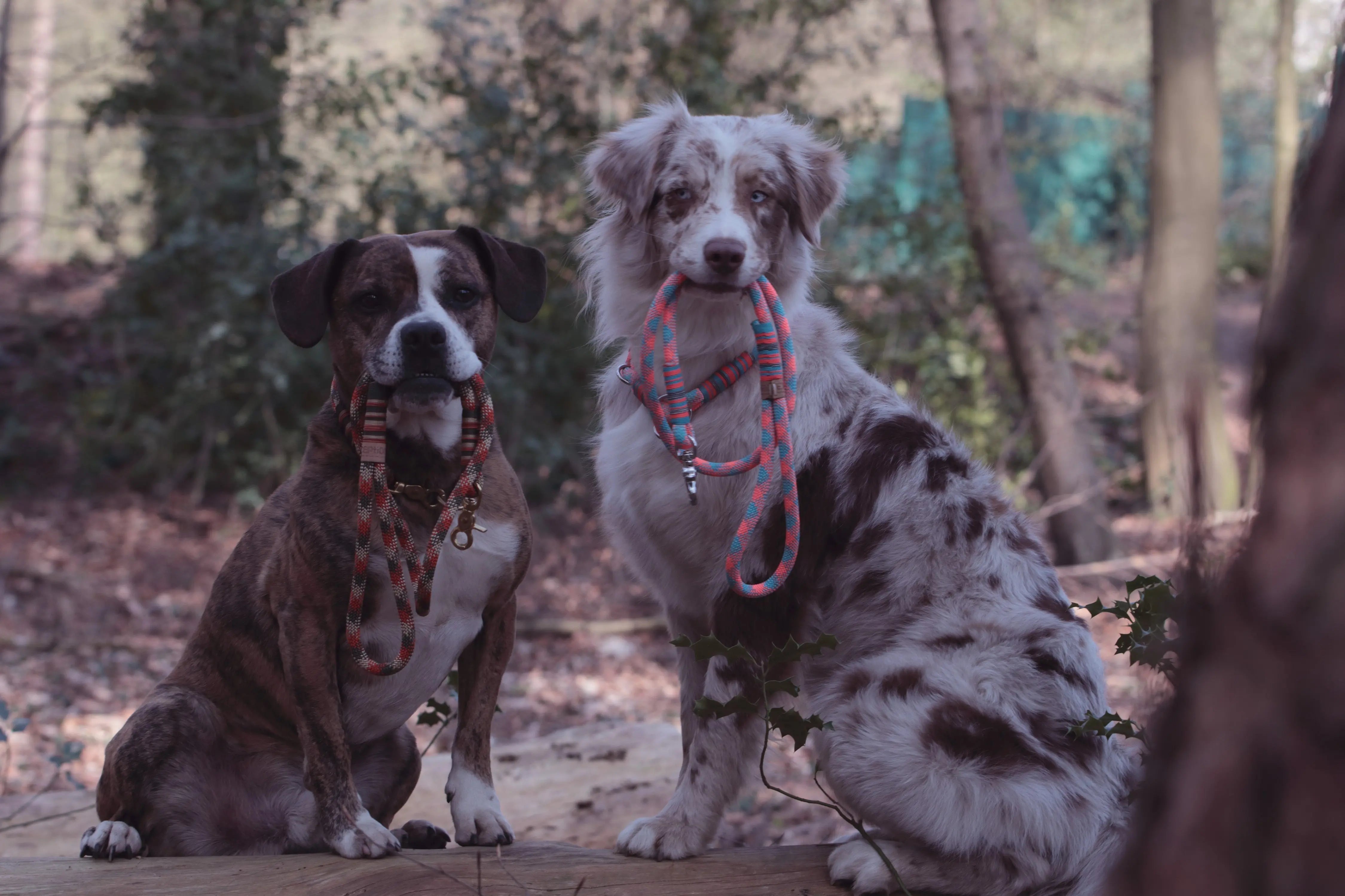 Halsband-und-Leinen-Sets Exceptional