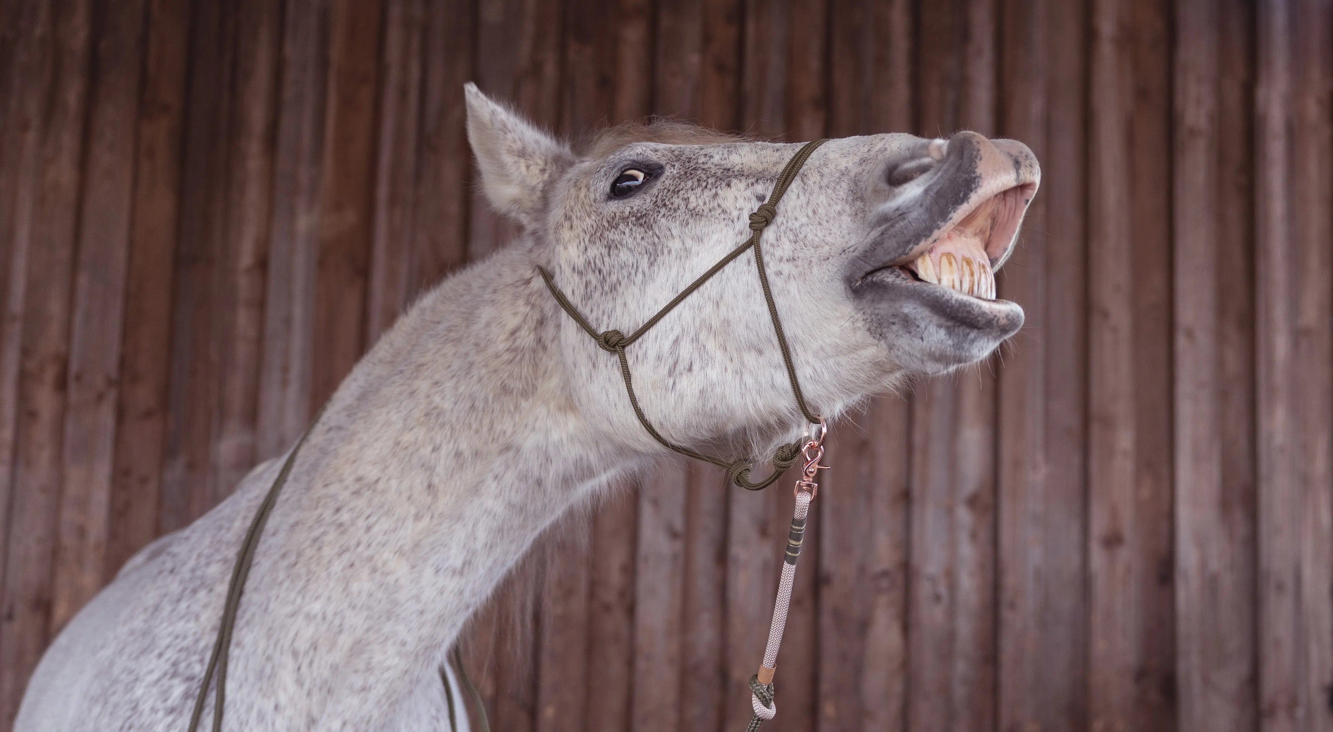 Führstricke Exceptional