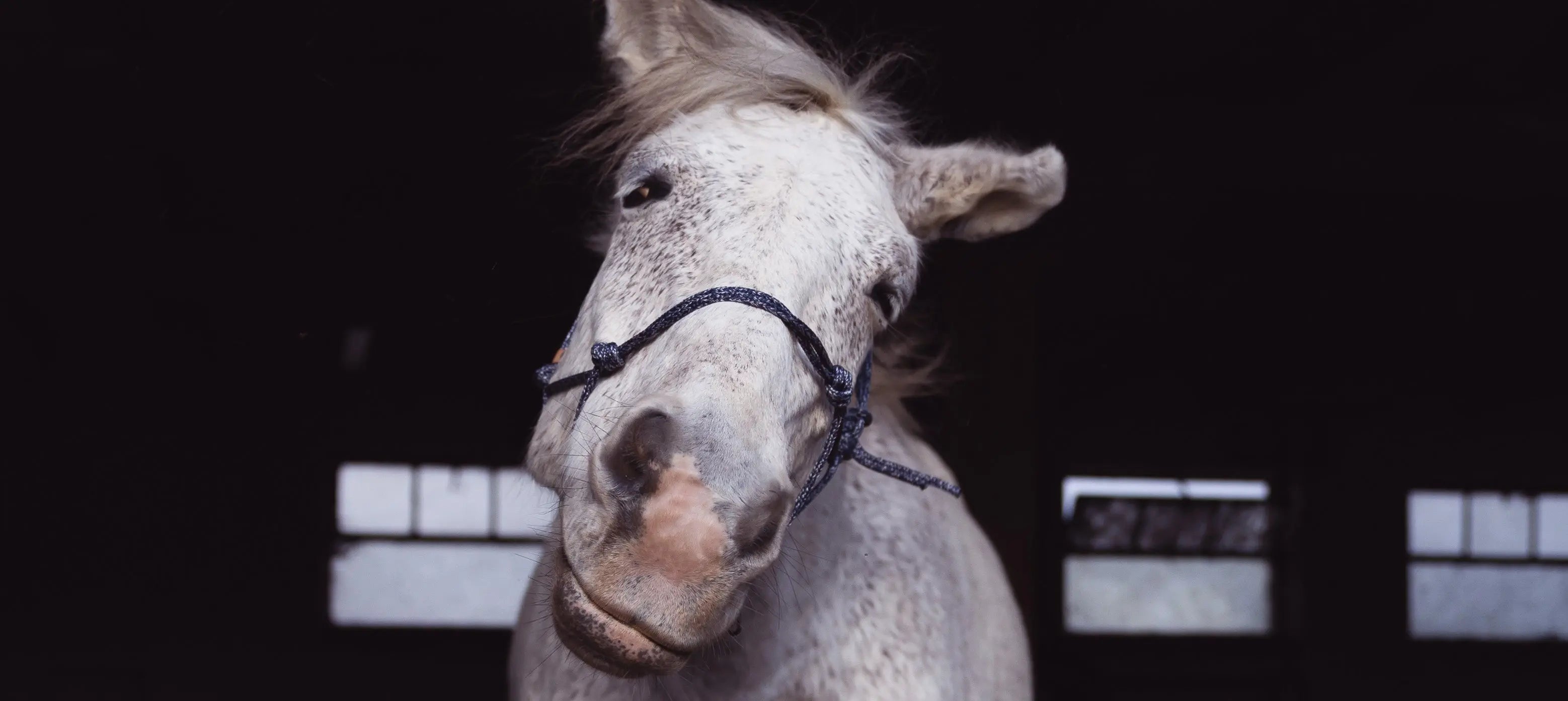 Kappzäume Exceptional