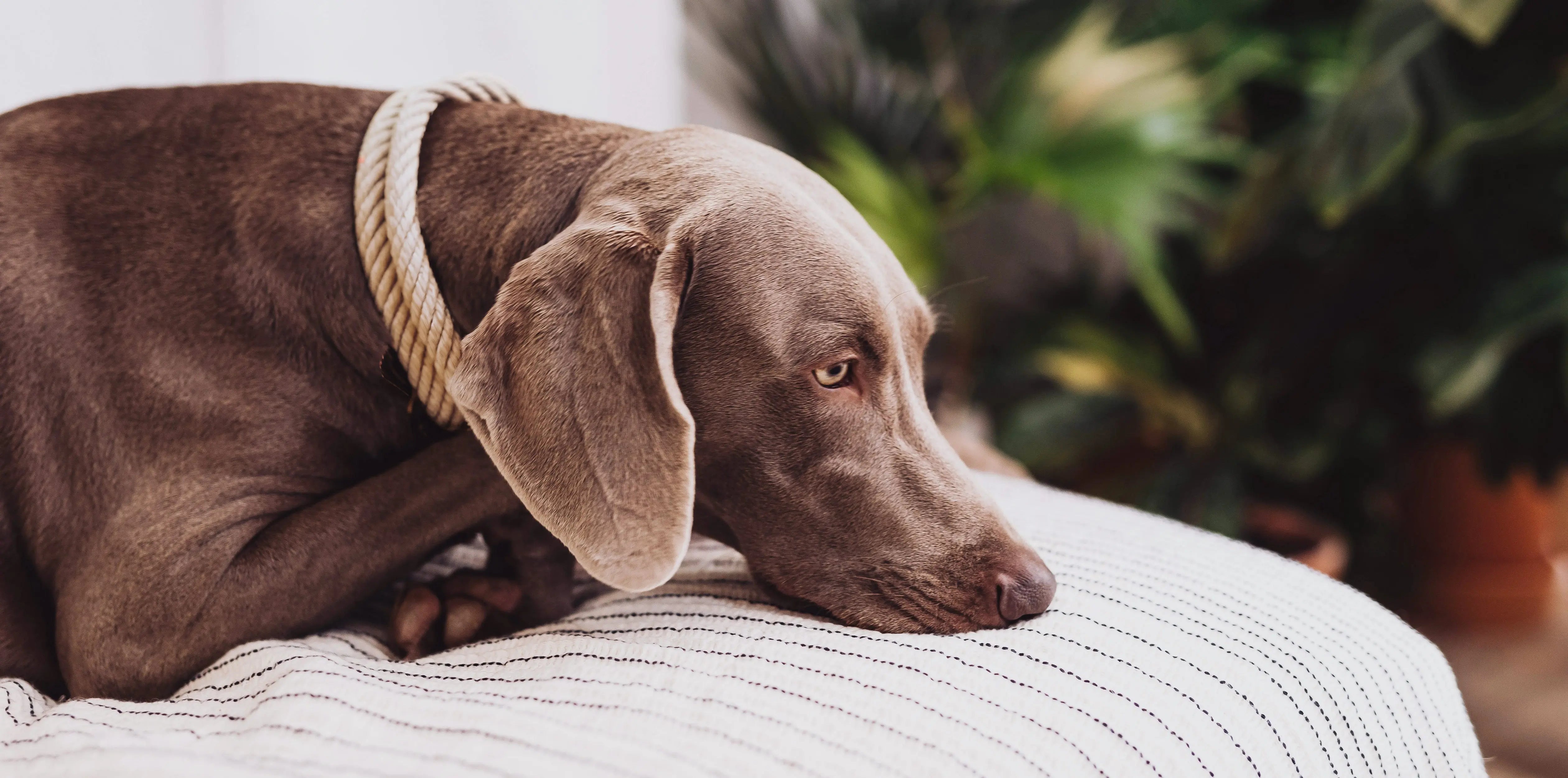 Accessoires Exceptional