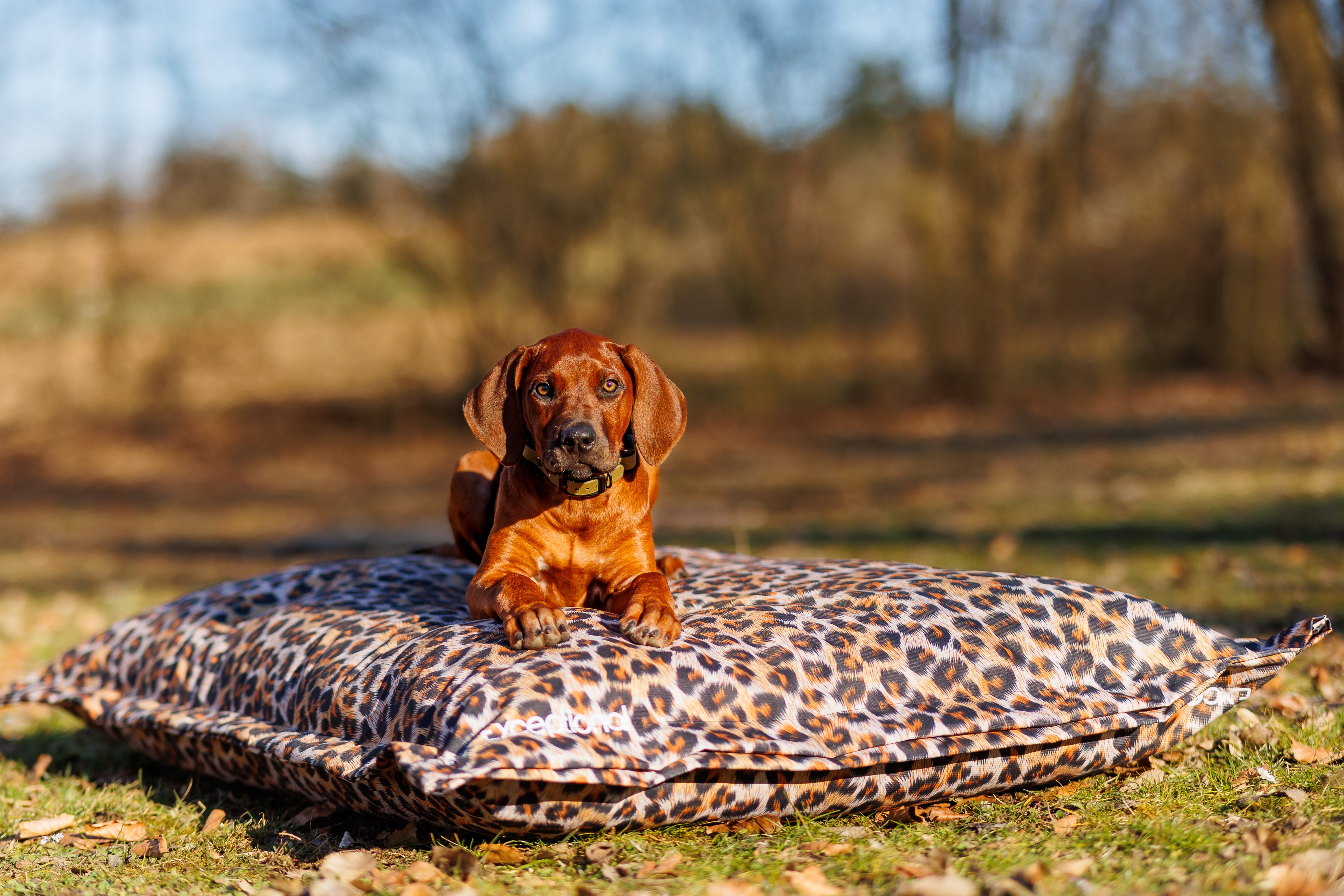 Outdoor-Hundekissen – Leo Edition