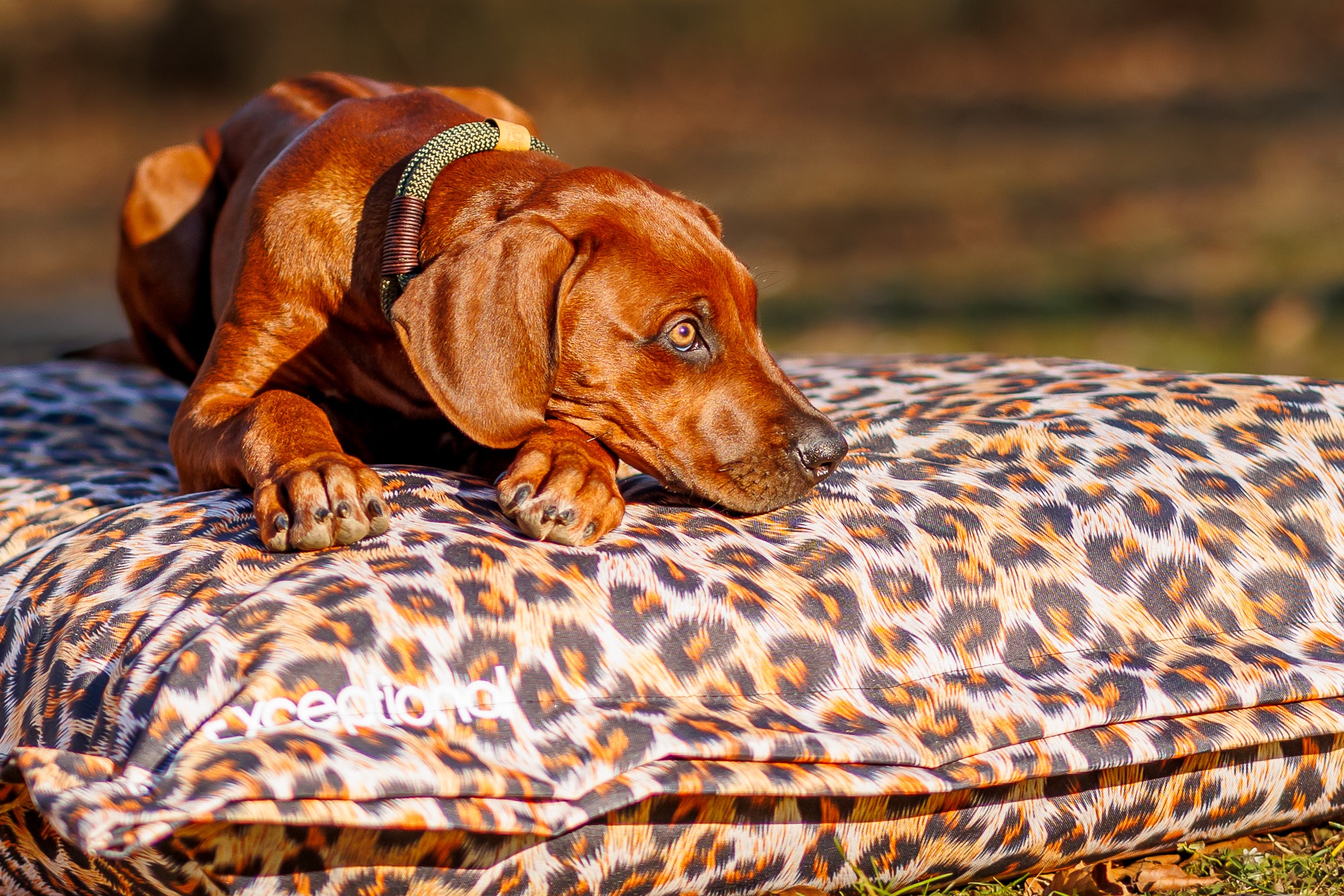 Outdoor-Hundekissen – Leo Edition