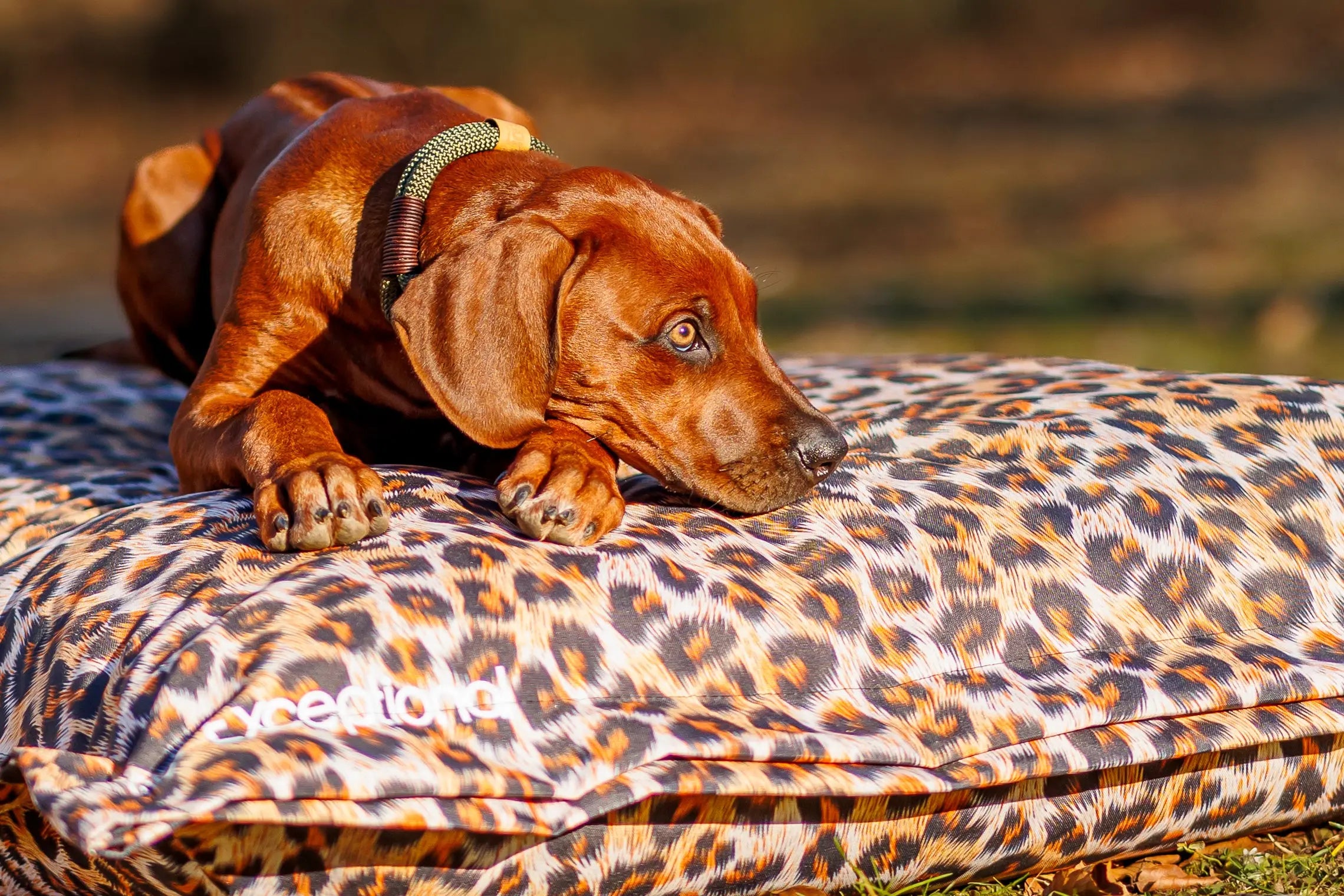 Outdoor-Hundekissen – Leo Edition Exceptional - Manufaktur mit Herz