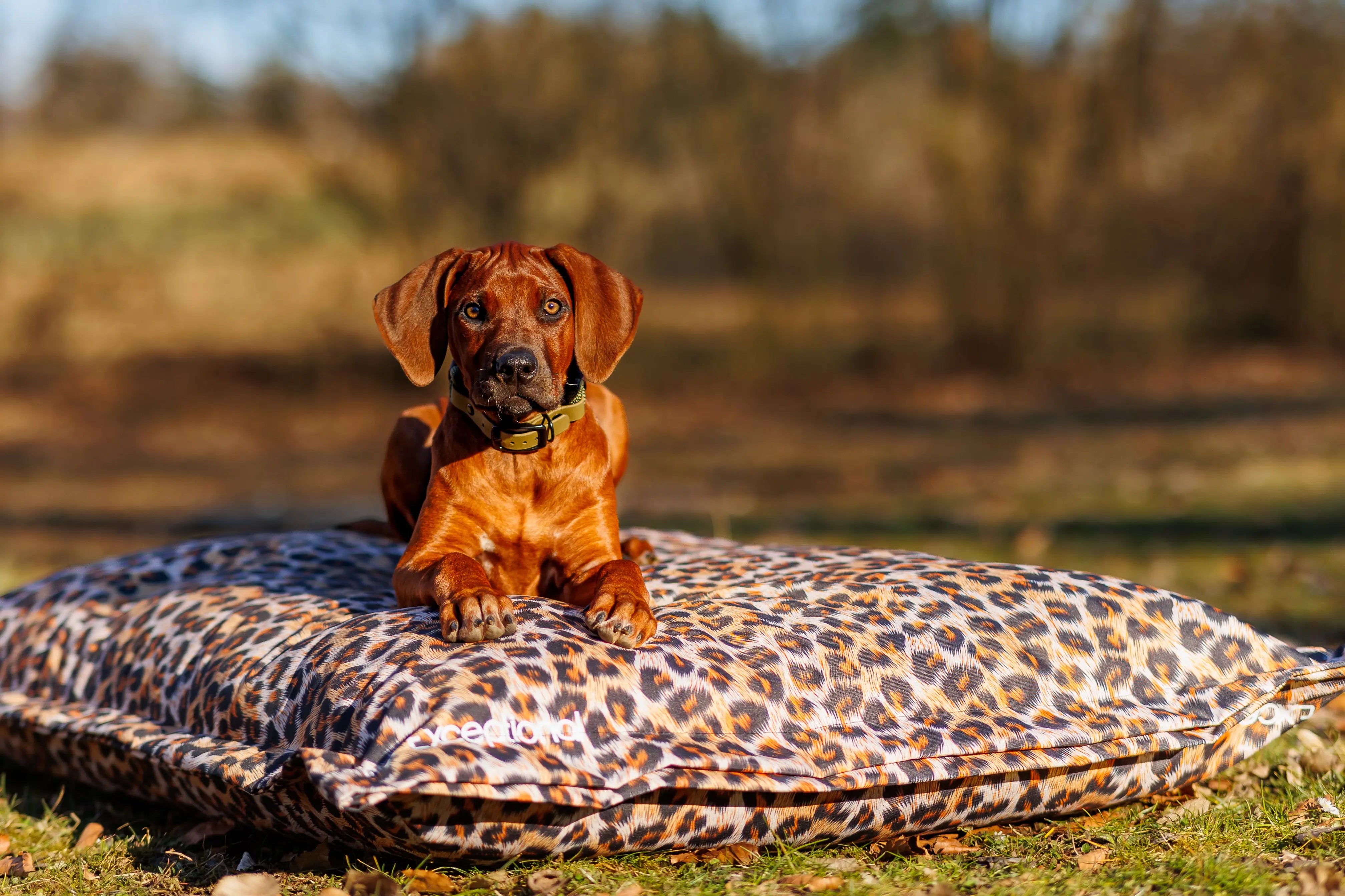 Outdoor-Hundekissen – Leo Edition Exceptional - Manufaktur mit Herz