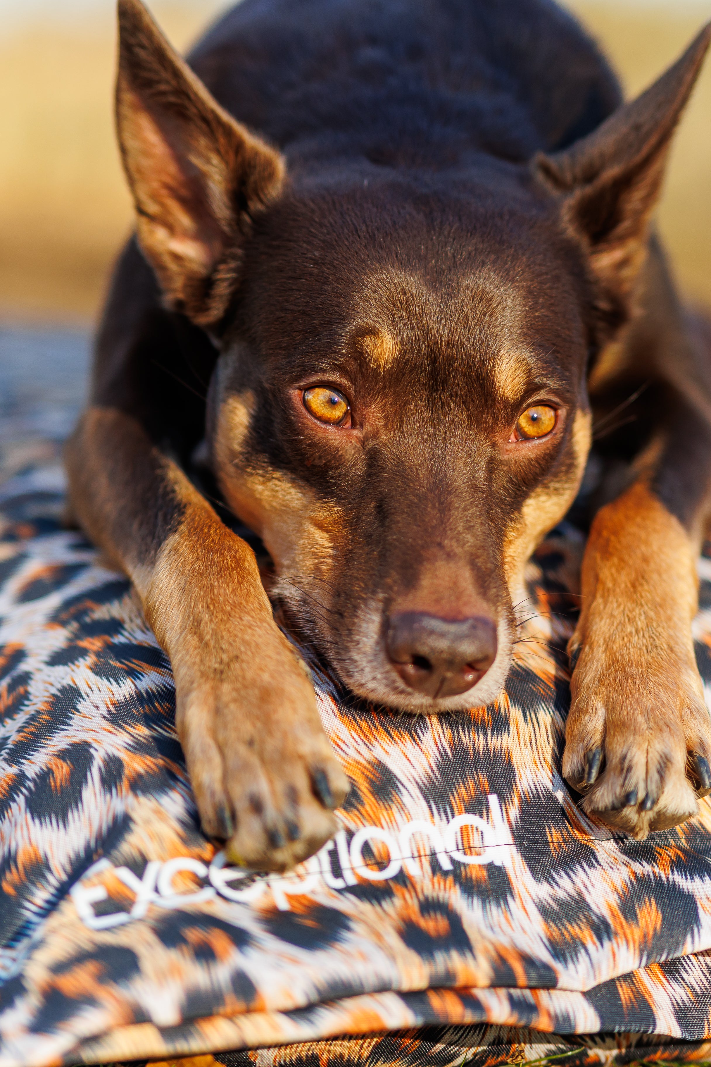 Outdoor-Hundekissen – Leo Edition