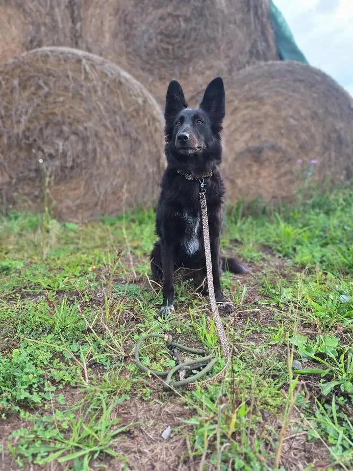 Set | Halsband und Leine aus Tau x BioThane® 'Olive Wildcat' Exceptional - Manufaktur mit Herz