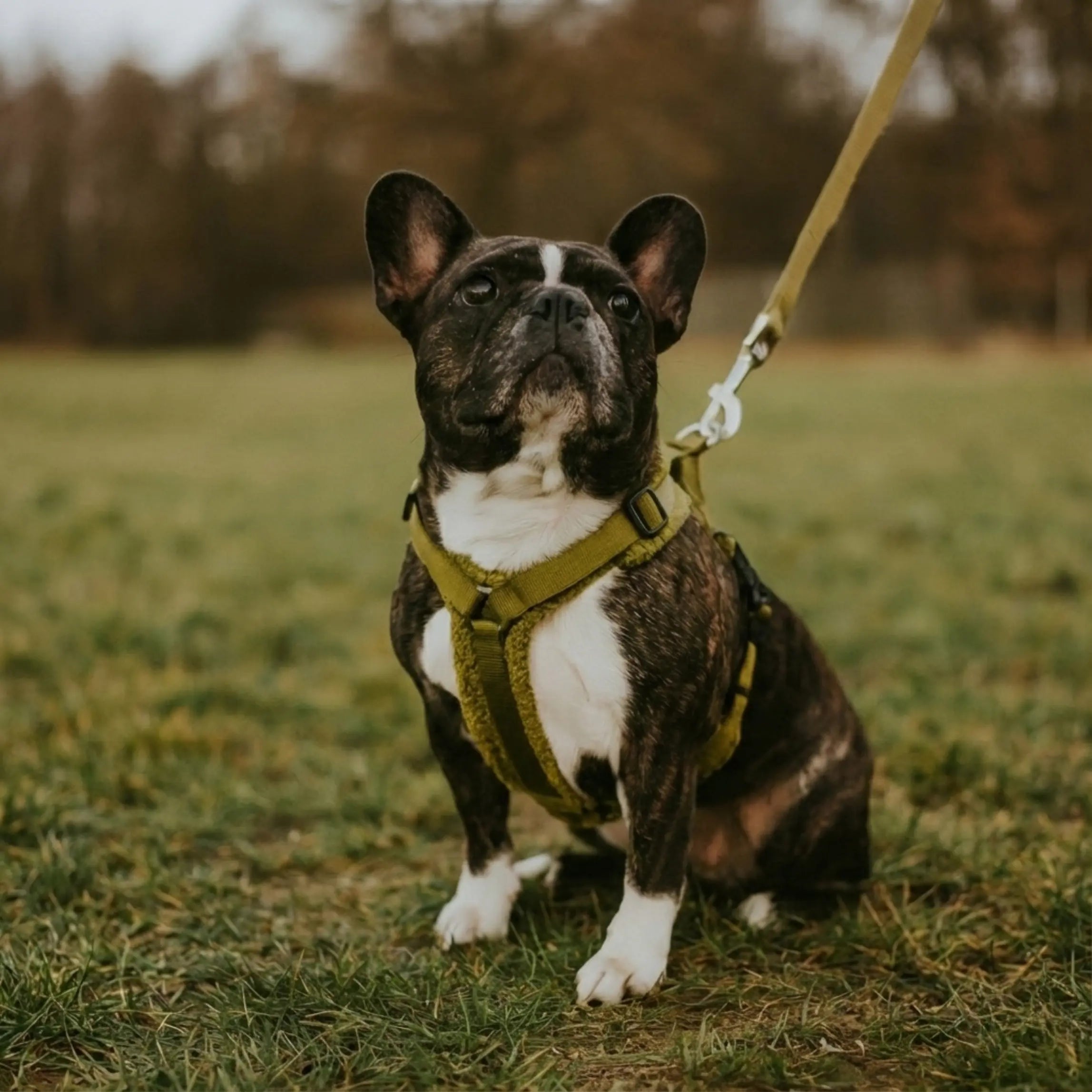 Hundegeschirr Teddy Exceptional - Manufaktur mit Herz