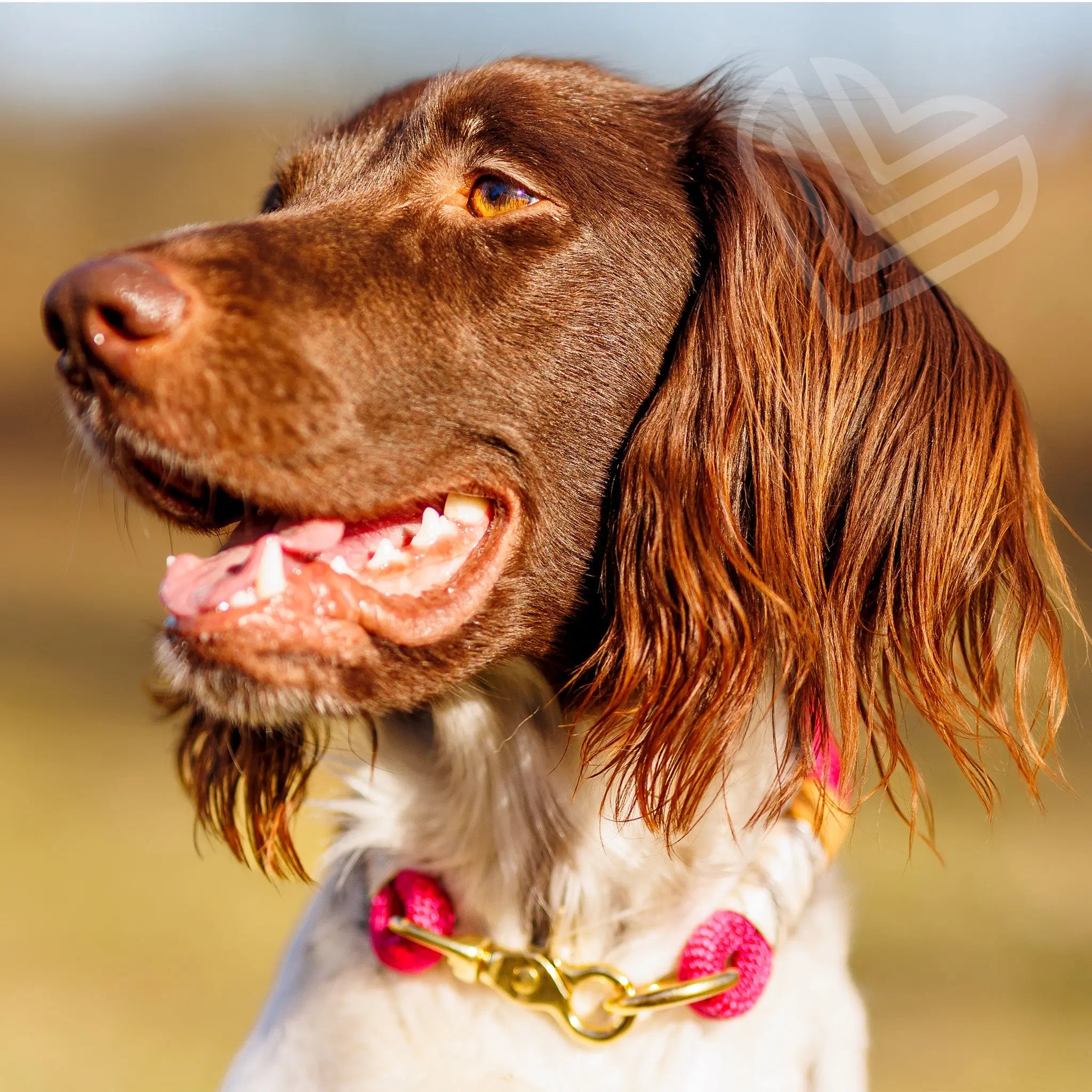 Set | Tauhalsband und Leine 'Cherry Blossom' Exceptional - Manufaktur mit Herz