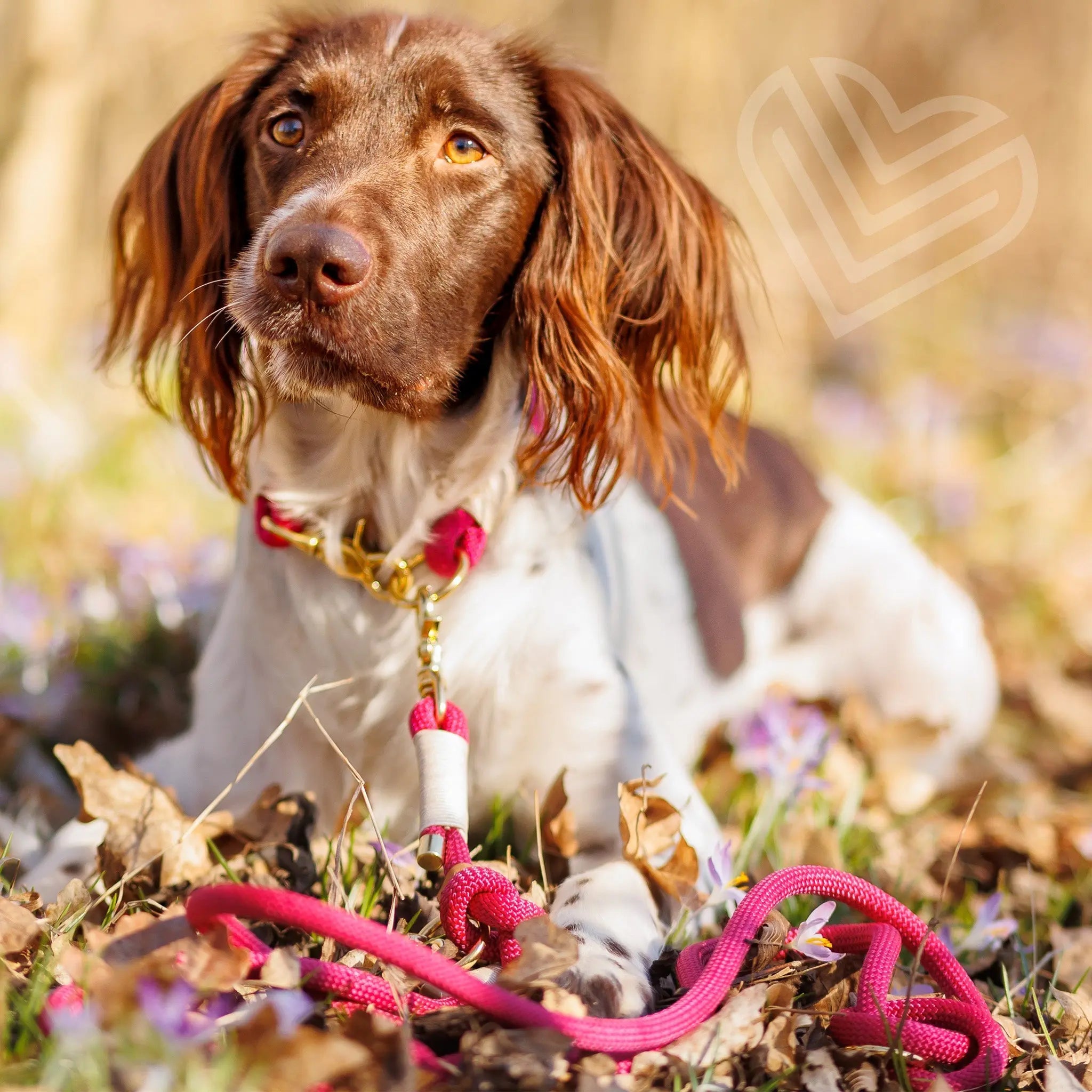 Set | Tauhalsband und Leine 'Cherry Blossom' Exceptional - Manufaktur mit Herz