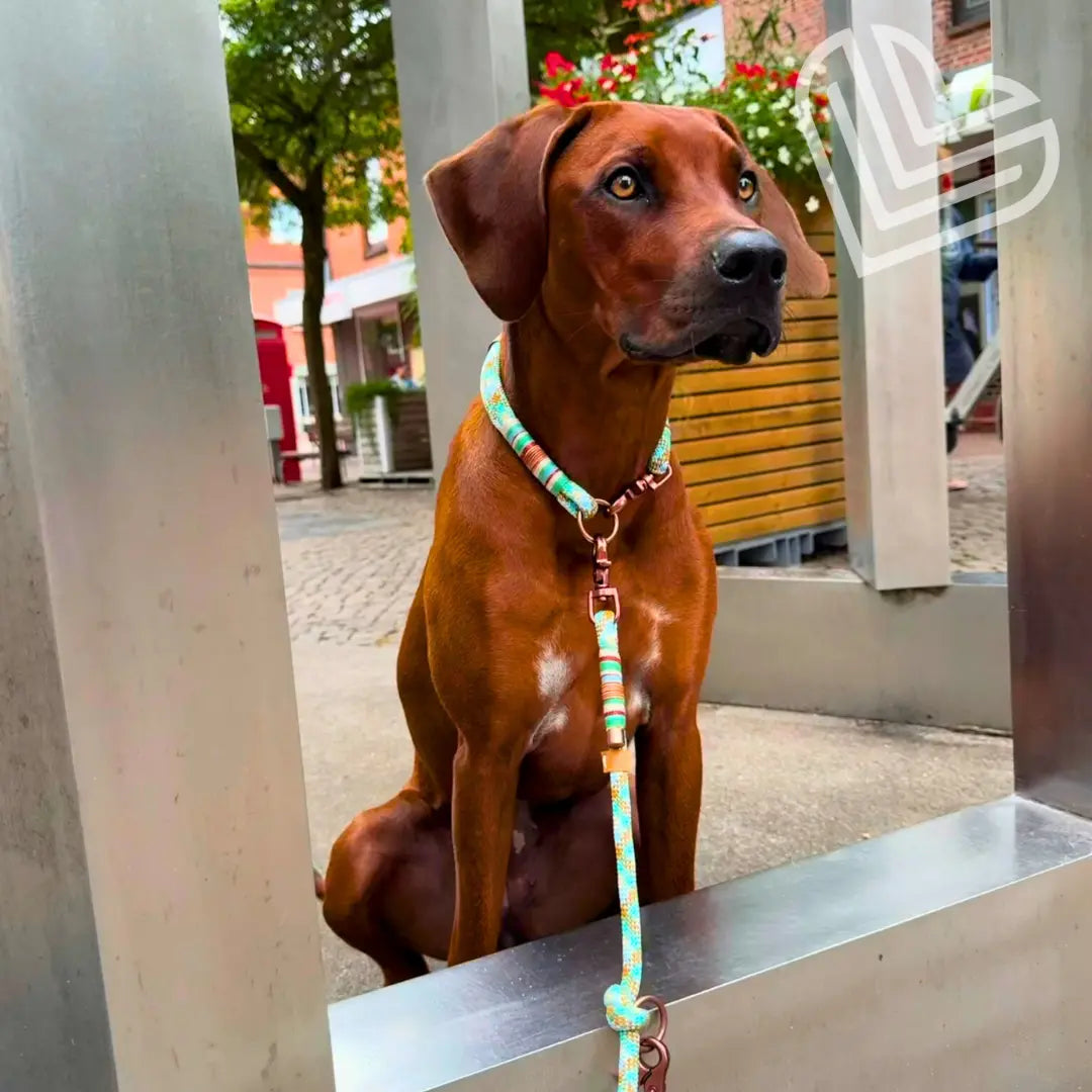 Tauleine 'Alma de Ibiza' Exceptional - Manufaktur mit Herz