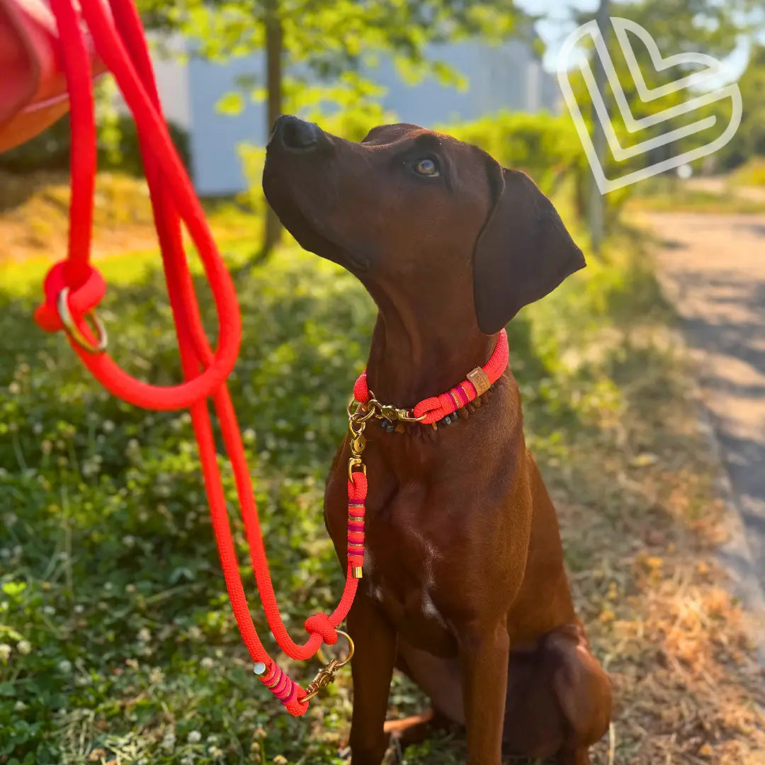 Set | Tauhalsband und Leine 'Fuego Ibiza' Exceptional - Manufaktur mit Herz
