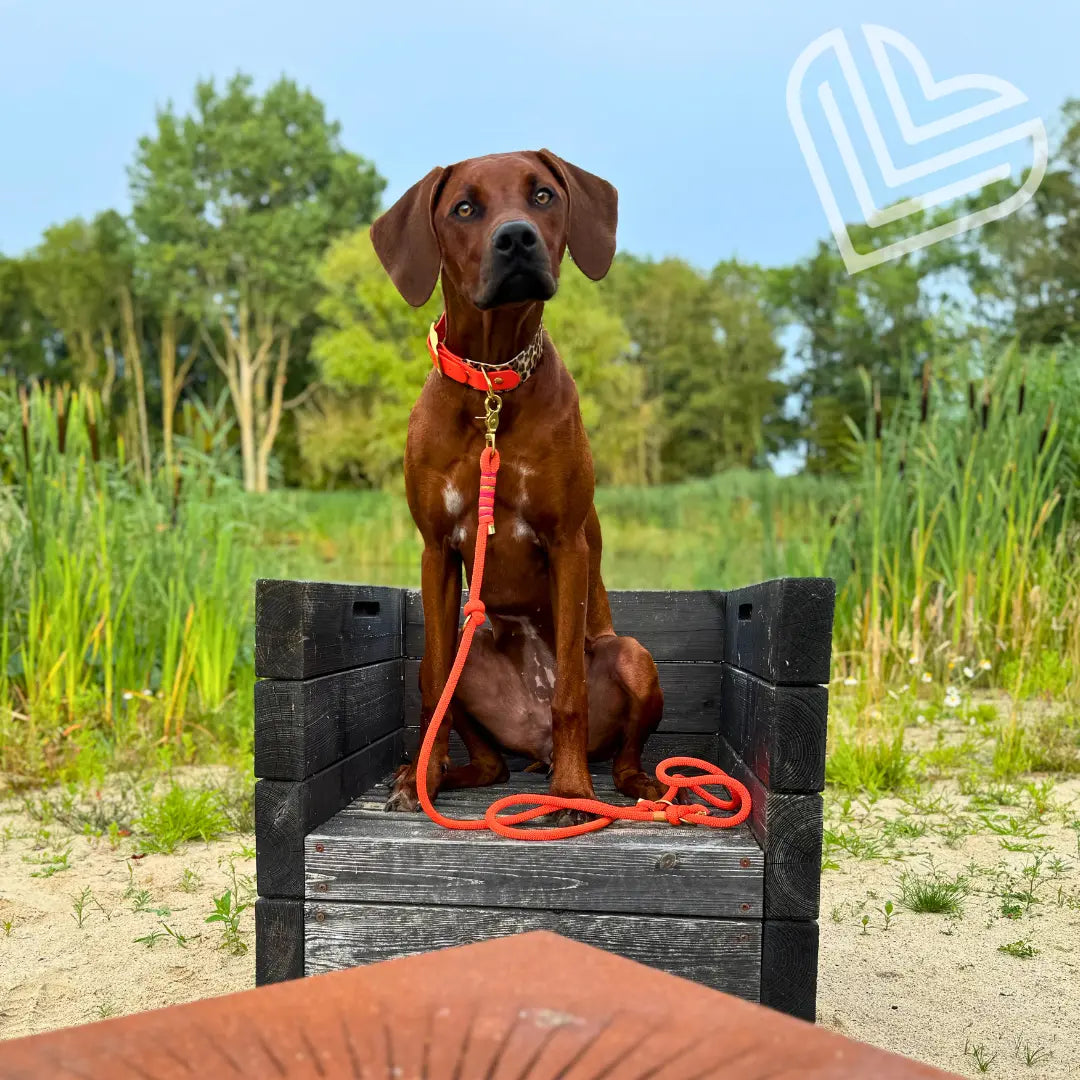 Tauleine 'Fuego Ibiza' Exceptional - Manufaktur mit Herz