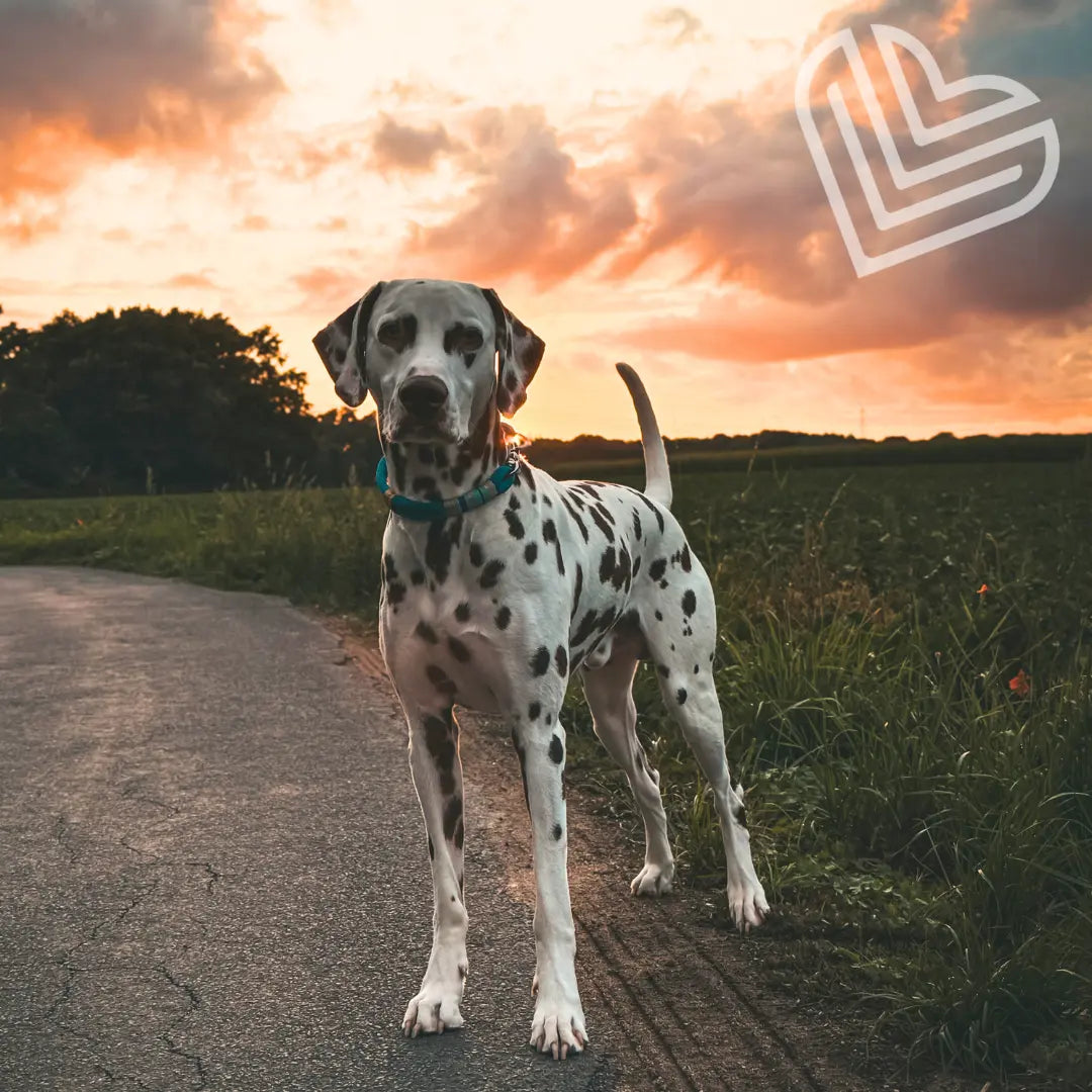 Tauhalsband 'Ibiza Breeze' Exceptional - Manufaktur mit Herz