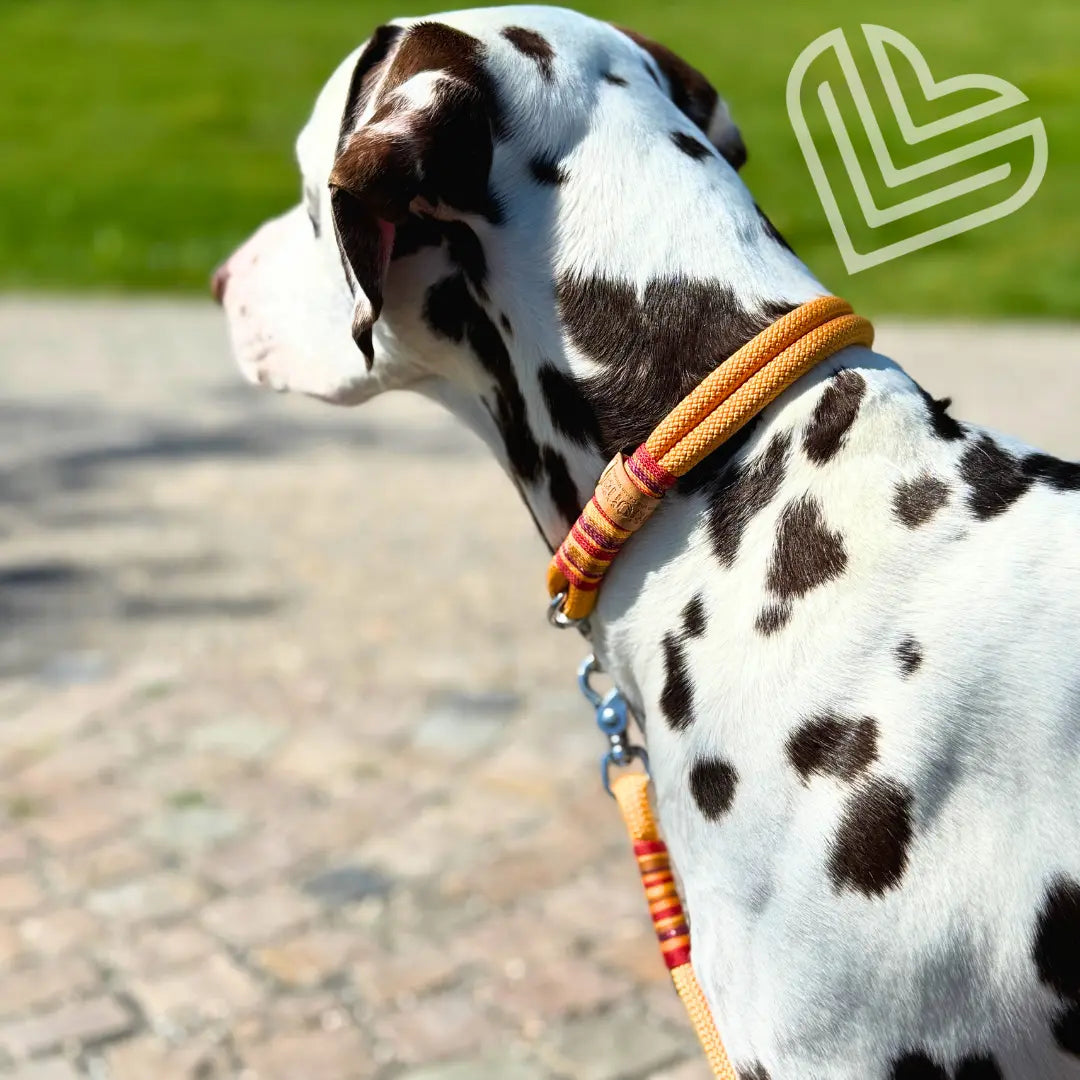 Set | Tauhalsband und Leine 'Sunkissed Shells' Exceptional - Manufaktur mit Herz