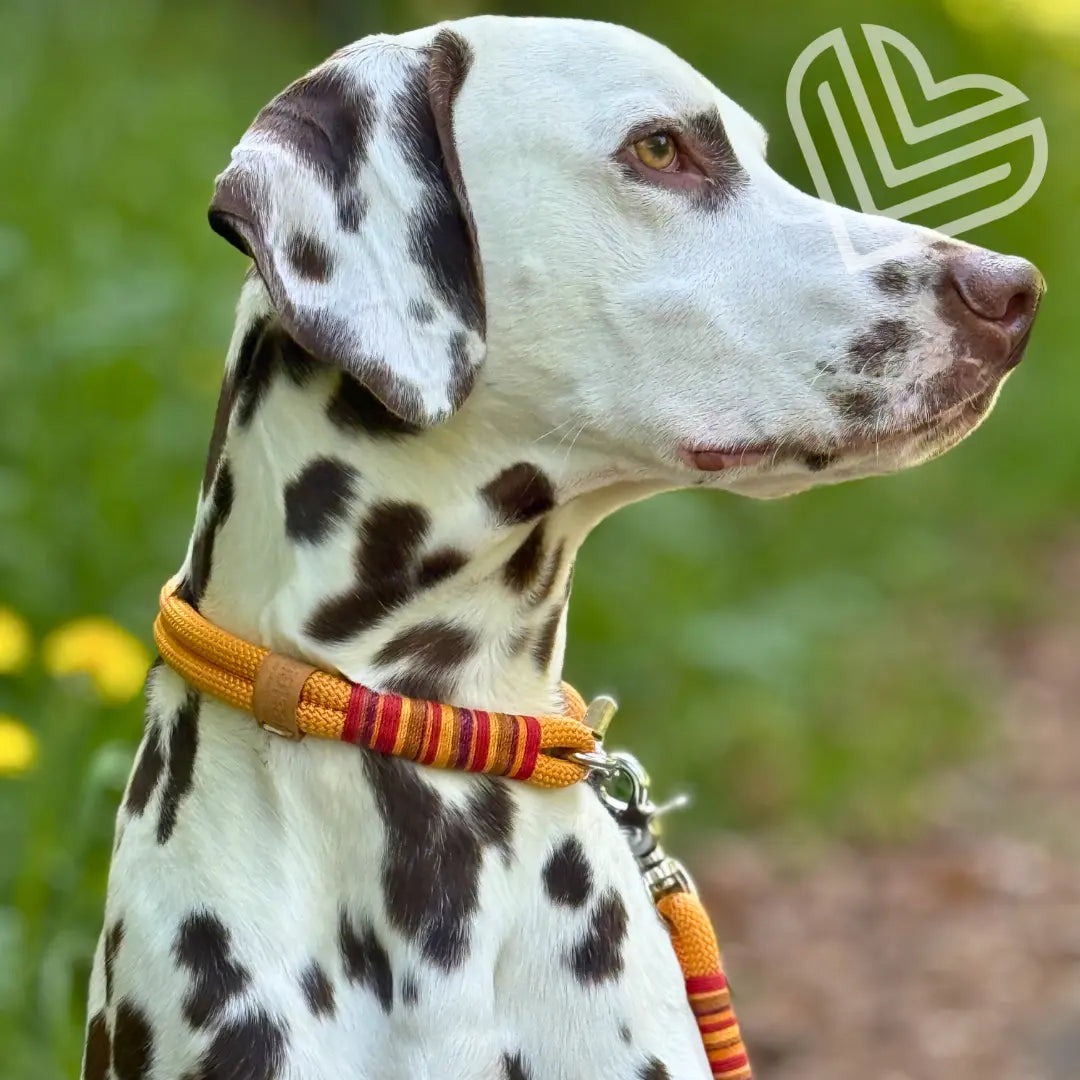 Set | Tauhalsband und Leine 'Sunkissed Shells' Exceptional - Manufaktur mit Herz