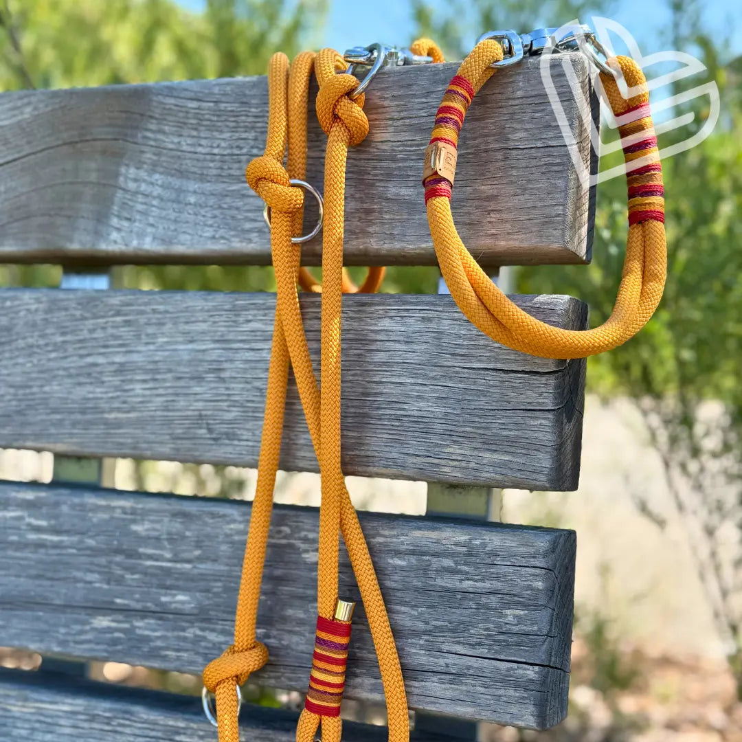 Set | Tauhalsband und Leine 'Sunkissed Shells' Exceptional - Manufaktur mit Herz