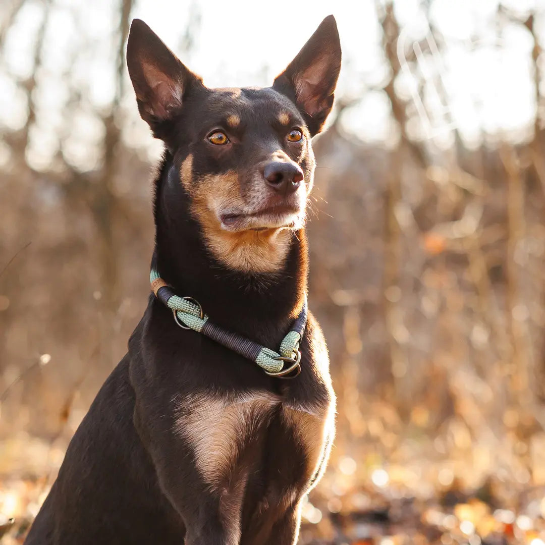 Set | Tauhalsband und Leine 'Pistachio Grace' Exceptional - Manufaktur mit Herz