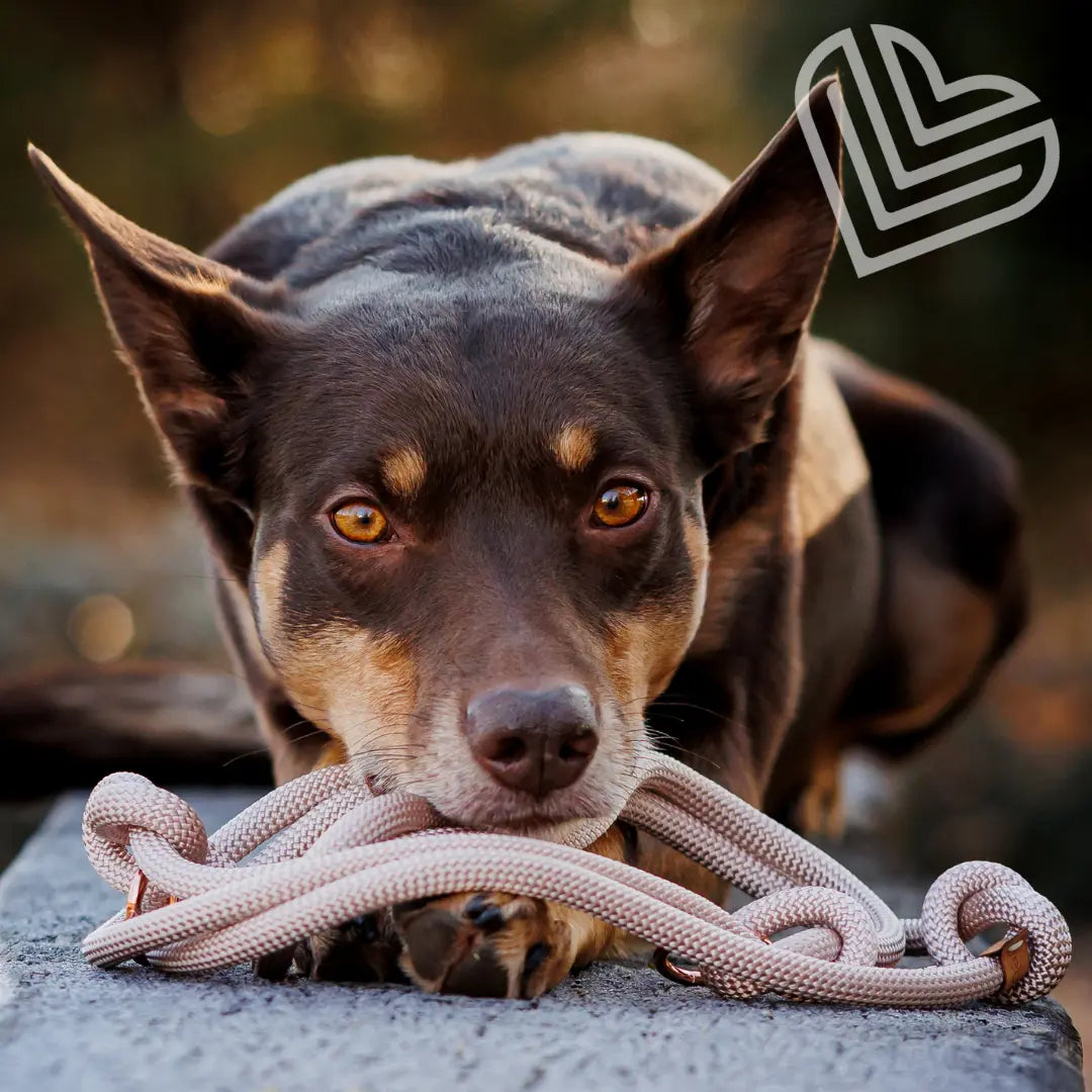 Set | Tauhalsband und Leine 'Champagne Glow' Exceptional - Manufaktur mit Herz