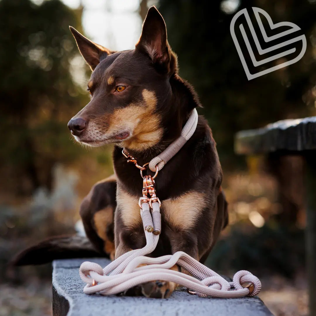 Set | Tauhalsband und Leine 'Champagne Glow' Exceptional - Manufaktur mit Herz