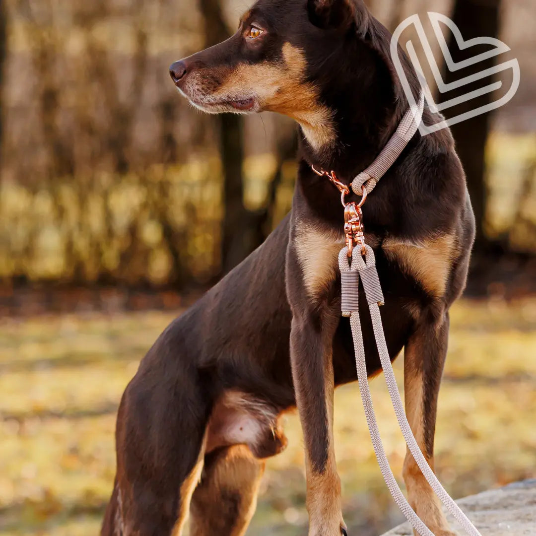 Set | Tauhalsband und Leine 'Champagne Glow' Exceptional - Manufaktur mit Herz