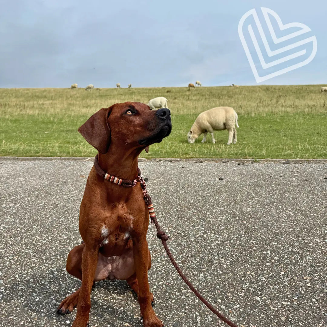 Tauhalsband 'Terra Luz' Exceptional - Manufaktur mit Herz