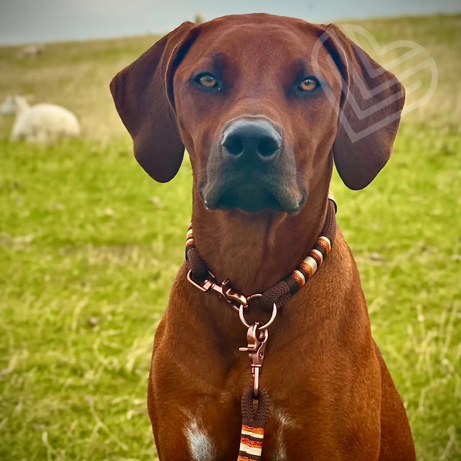 Tauhalsband 'Terra Luz' Exceptional - Manufaktur mit Herz