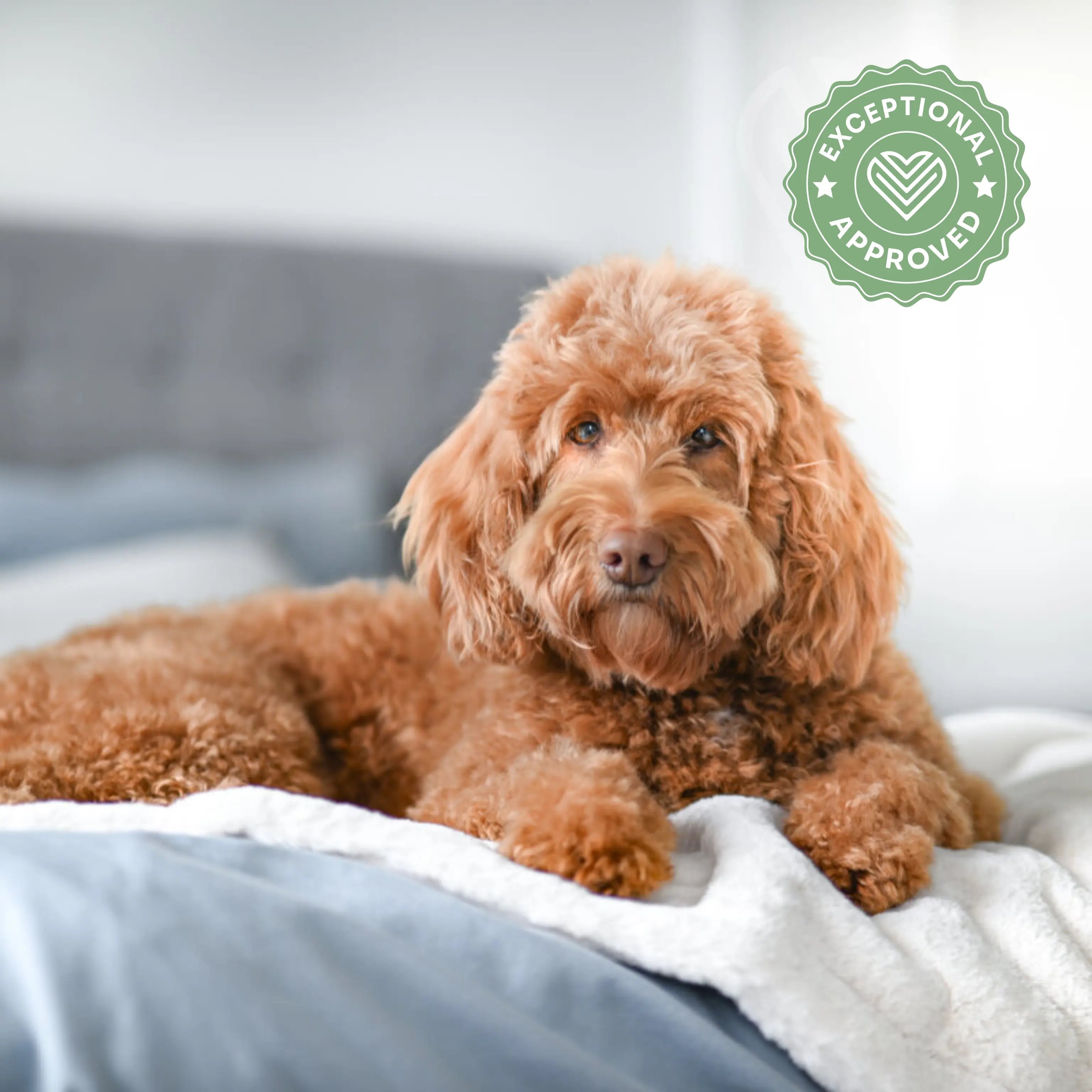 Hundedecke Malibu Exceptional - Manufaktur mit Herz