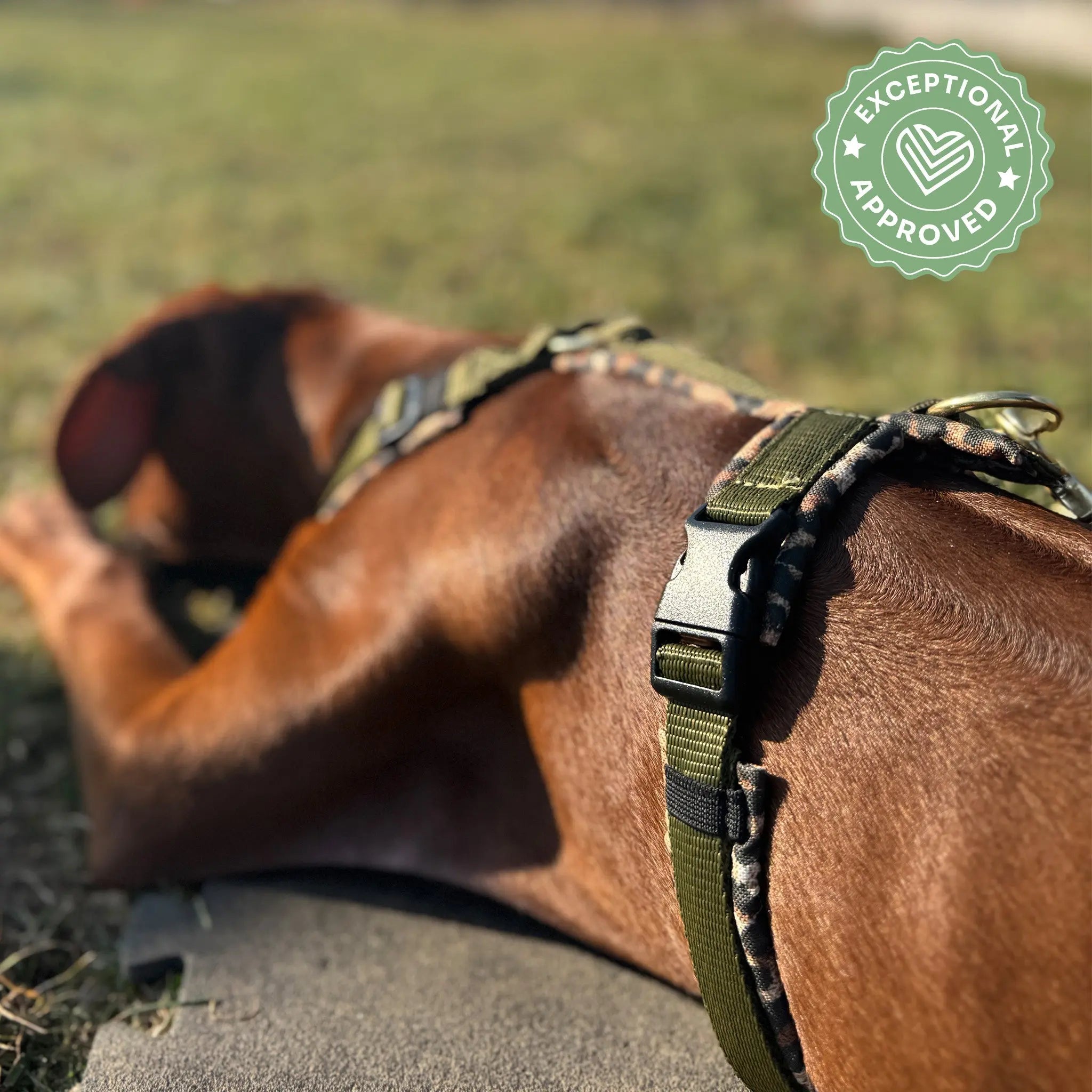 Hundegeschirr Soft "Leo" Exceptional - Manufaktur mit Herz