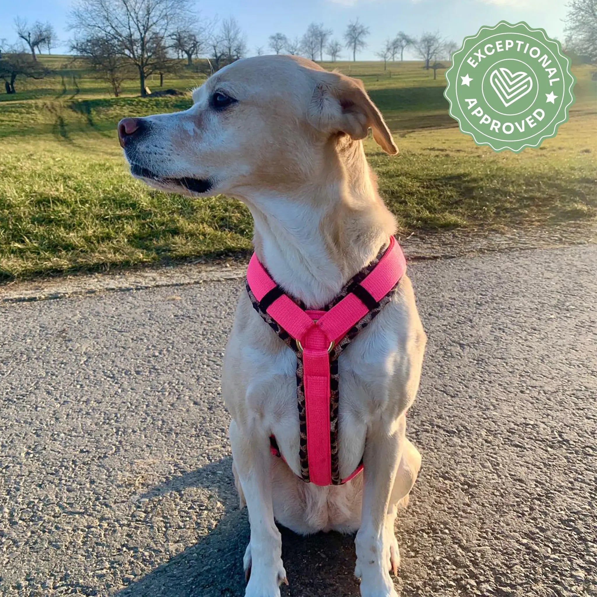 Hundegeschirr Soft "Uni" Exceptional - Manufaktur mit Herz