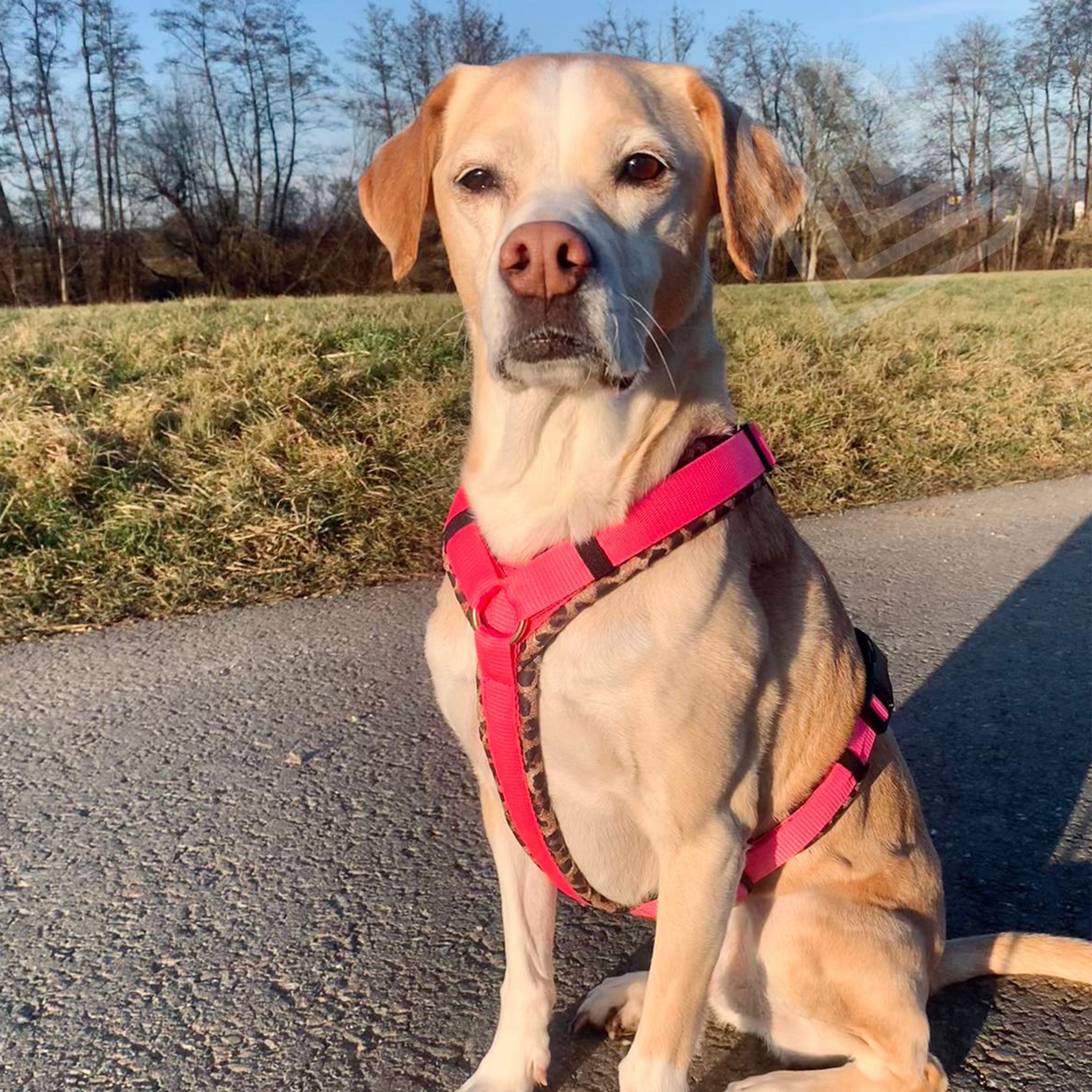 Hundegeschirr Soft "Uni"
