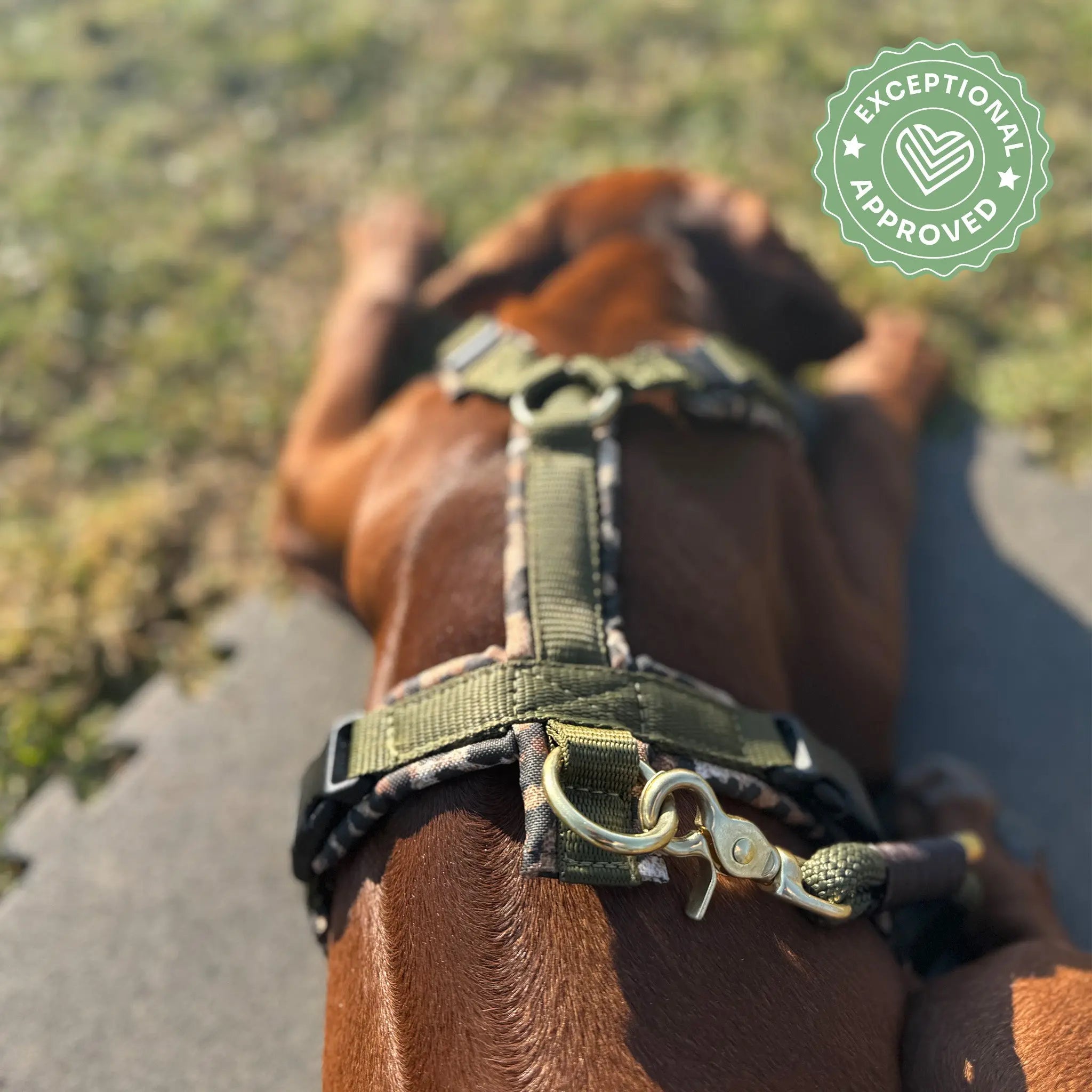 Hundegeschirr Soft "Leo" Exceptional - Manufaktur mit Herz