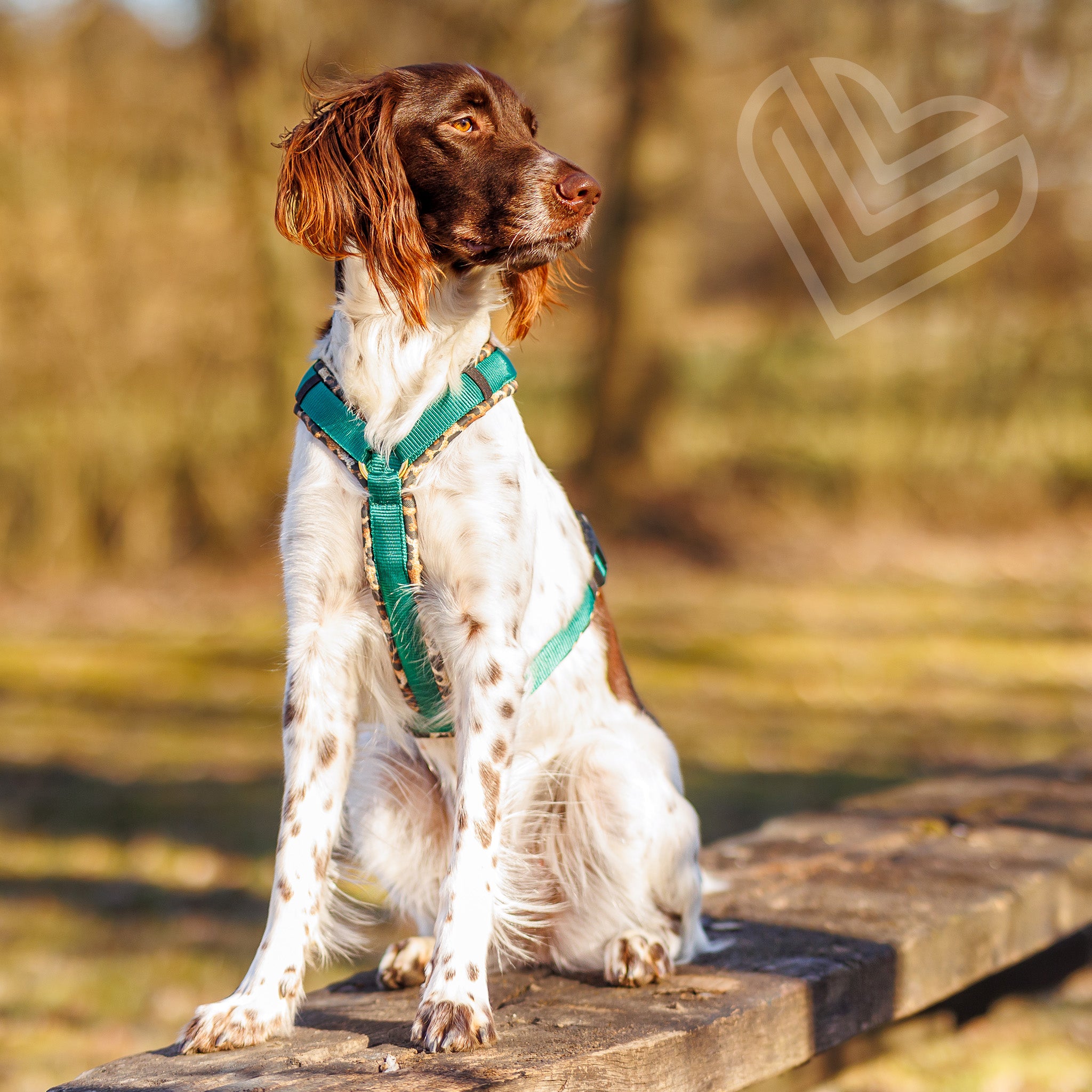 Hundegeschirr Soft "Leo"