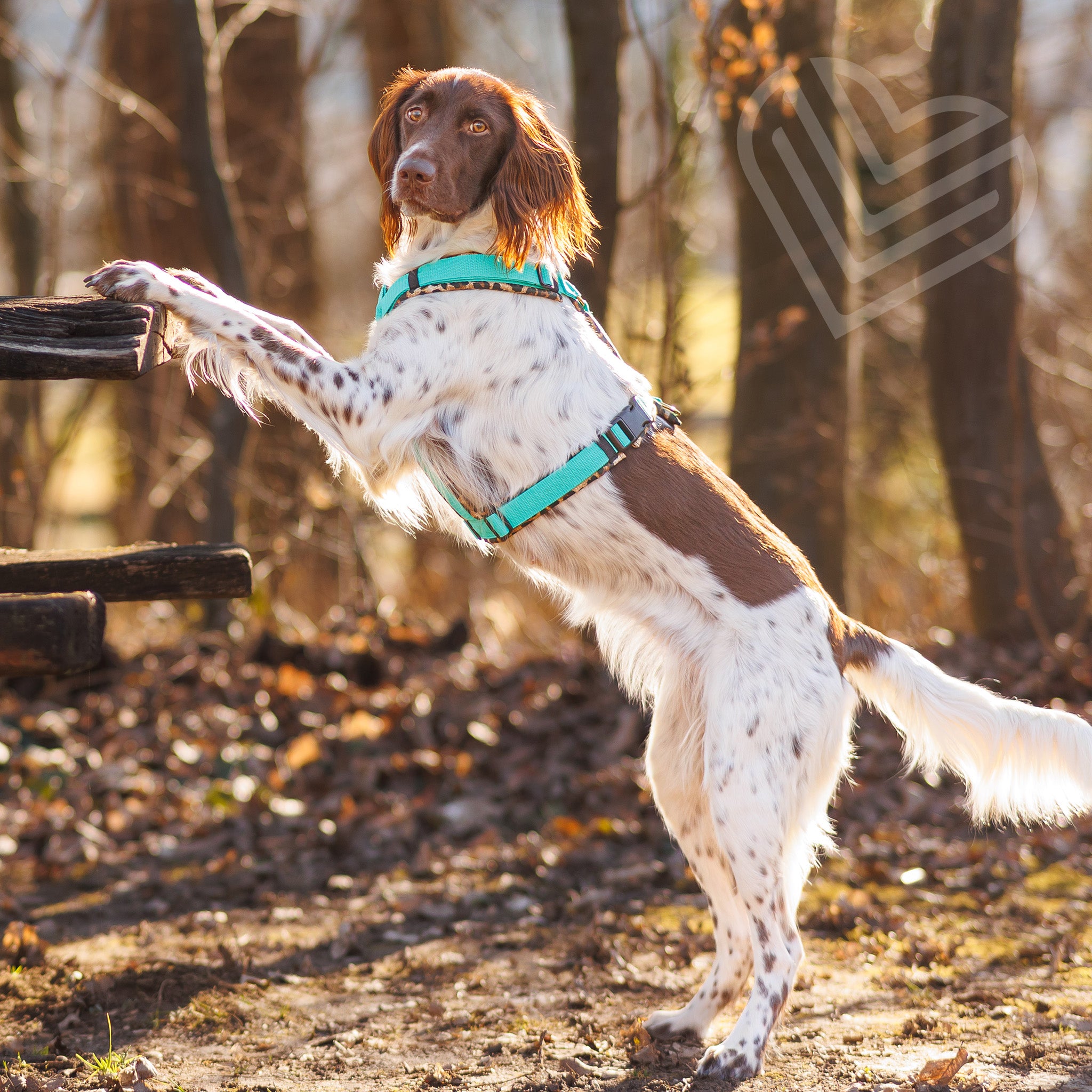 Hundegeschirr Soft "Leo"