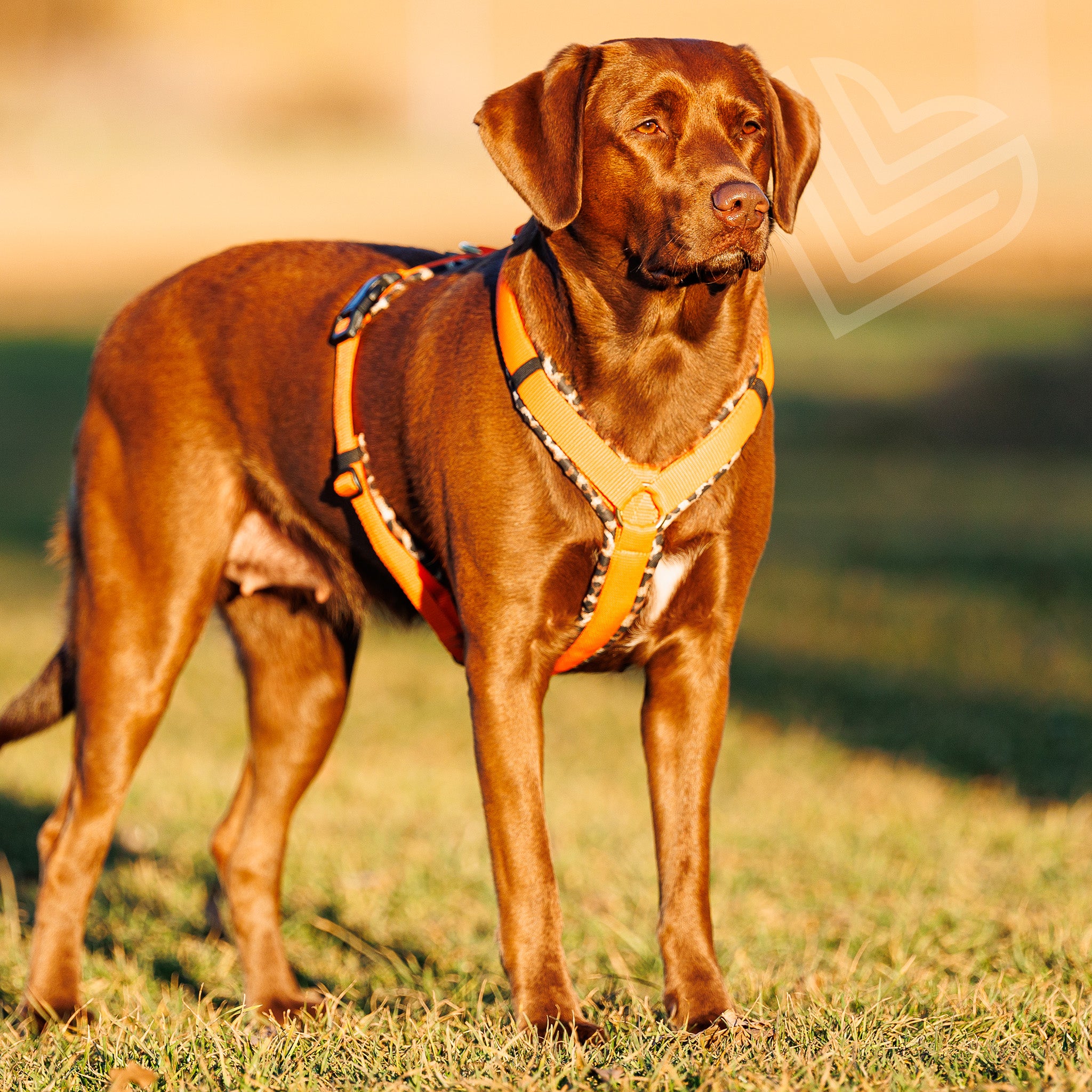 Hundegeschirr Soft "Leo"
