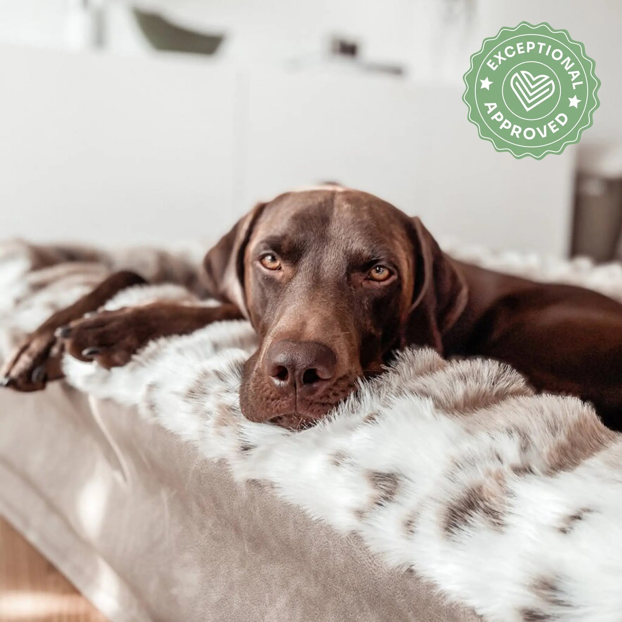Hundebett Buddelbox Luchs Exceptional - Manufaktur mit Herz