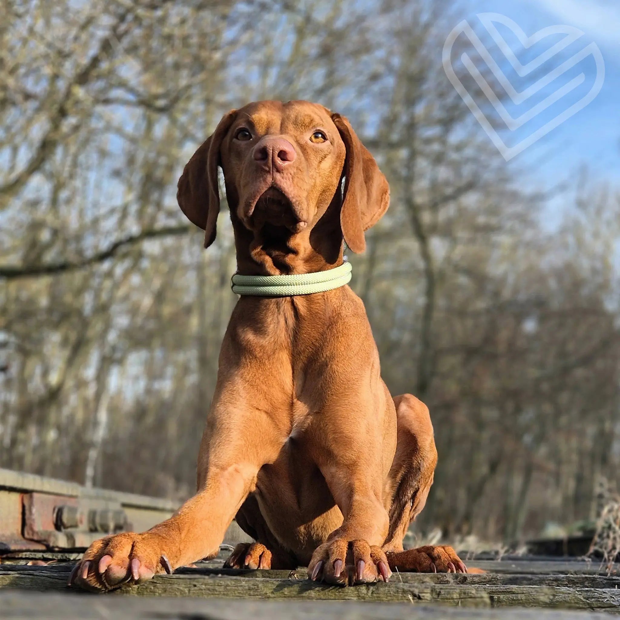 Tauhalsband 'Pistachio Grace' Exceptional - Manufaktur mit Herz