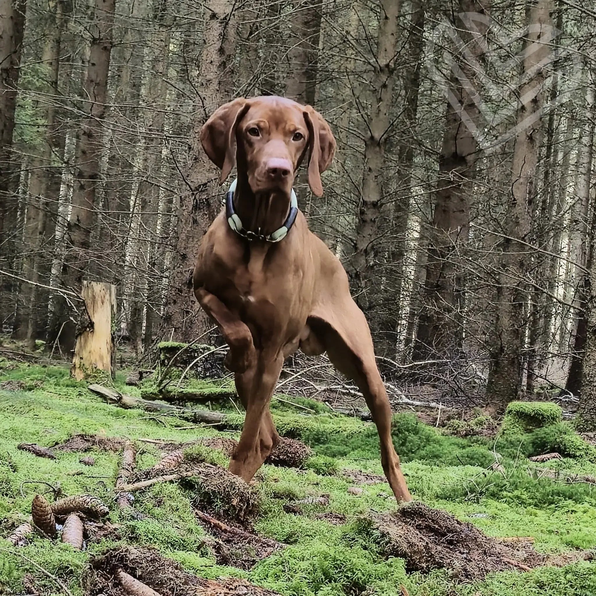 Tauhalsband 'Pistachio Grace' Exceptional - Manufaktur mit Herz