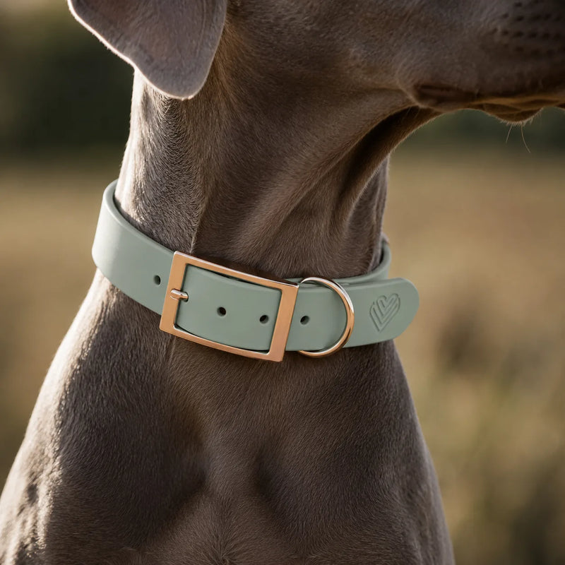 Hund mit BioThane Halsband von Exceptional – Lifestyle-Aufnahme