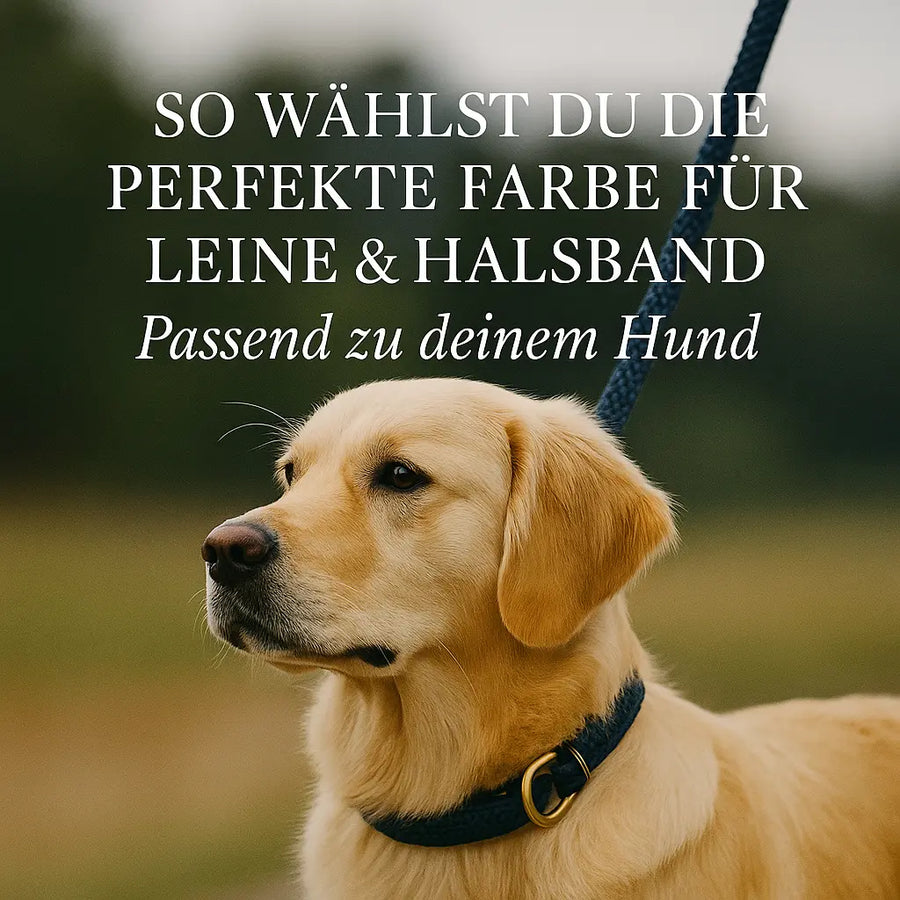 Hundeleine Farbe wählen: So findest du den perfekten Farbton für deinen Hund